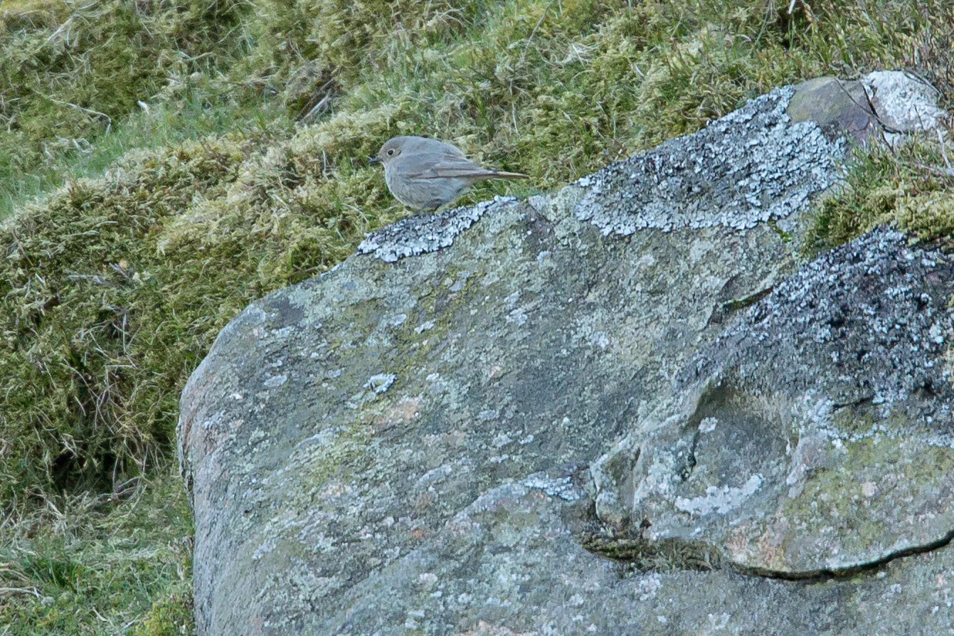 Black Redstart, Pendle Hill.