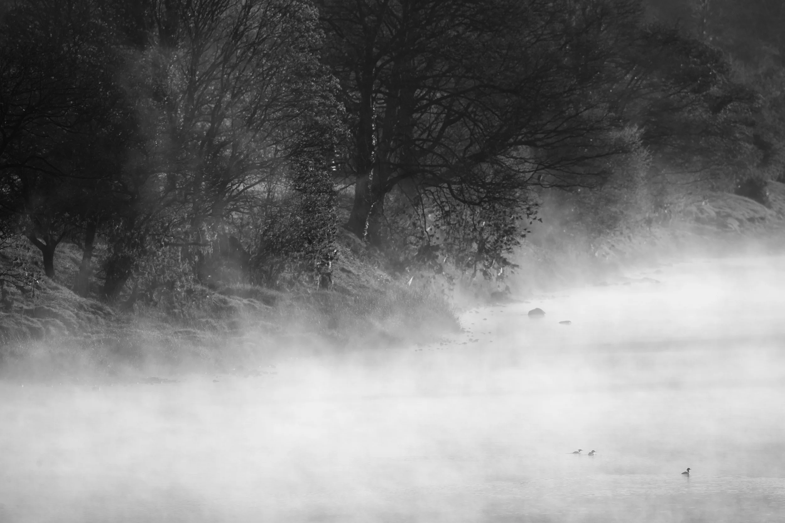 Minimalist Goosanders on the Ribble from Ribchester Bridge.