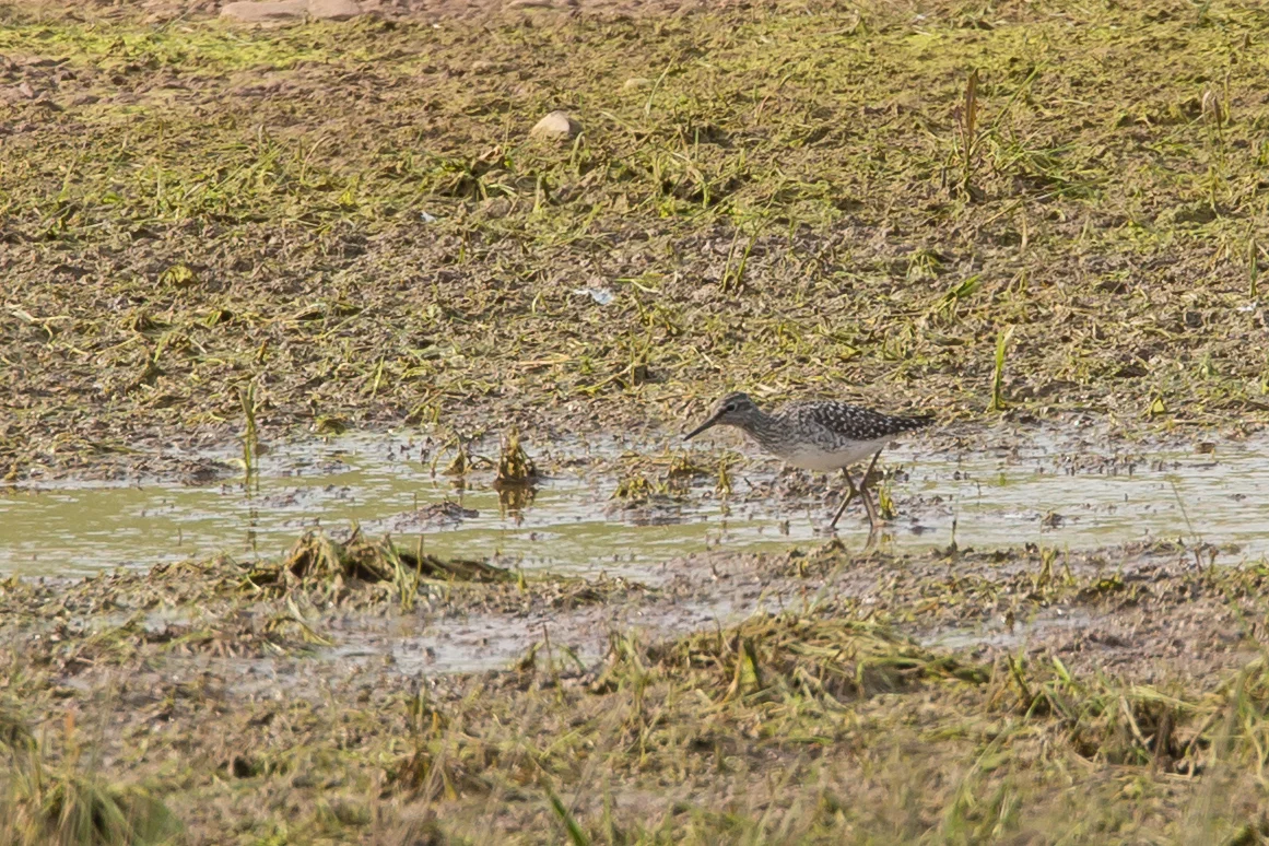 Wood Sandpiper, Alston Wetland.