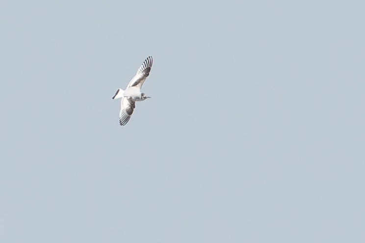 Little Gull (second calendar year), Stocks Reservoir.