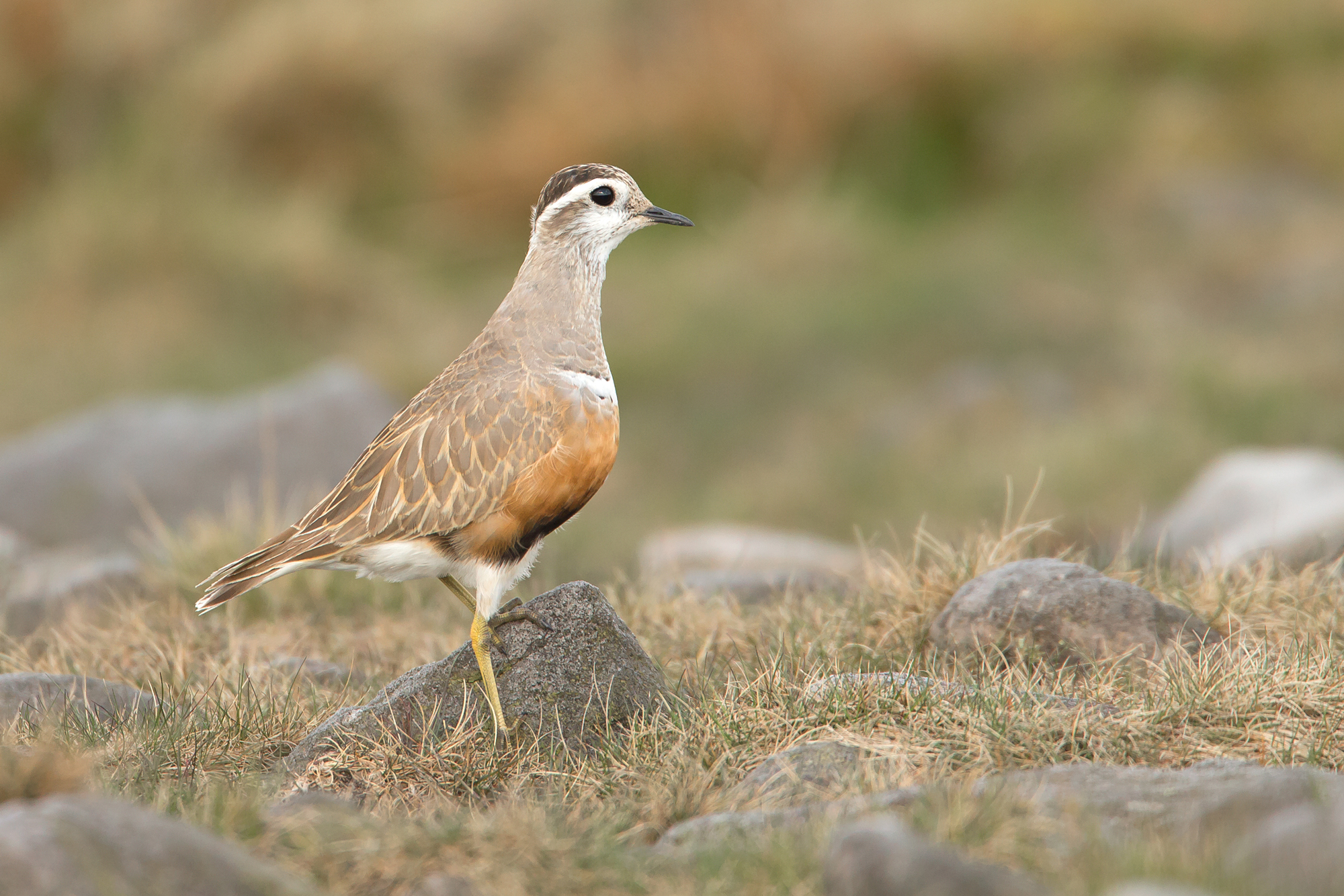 Eurasian Dotterel, Pendle Hill.