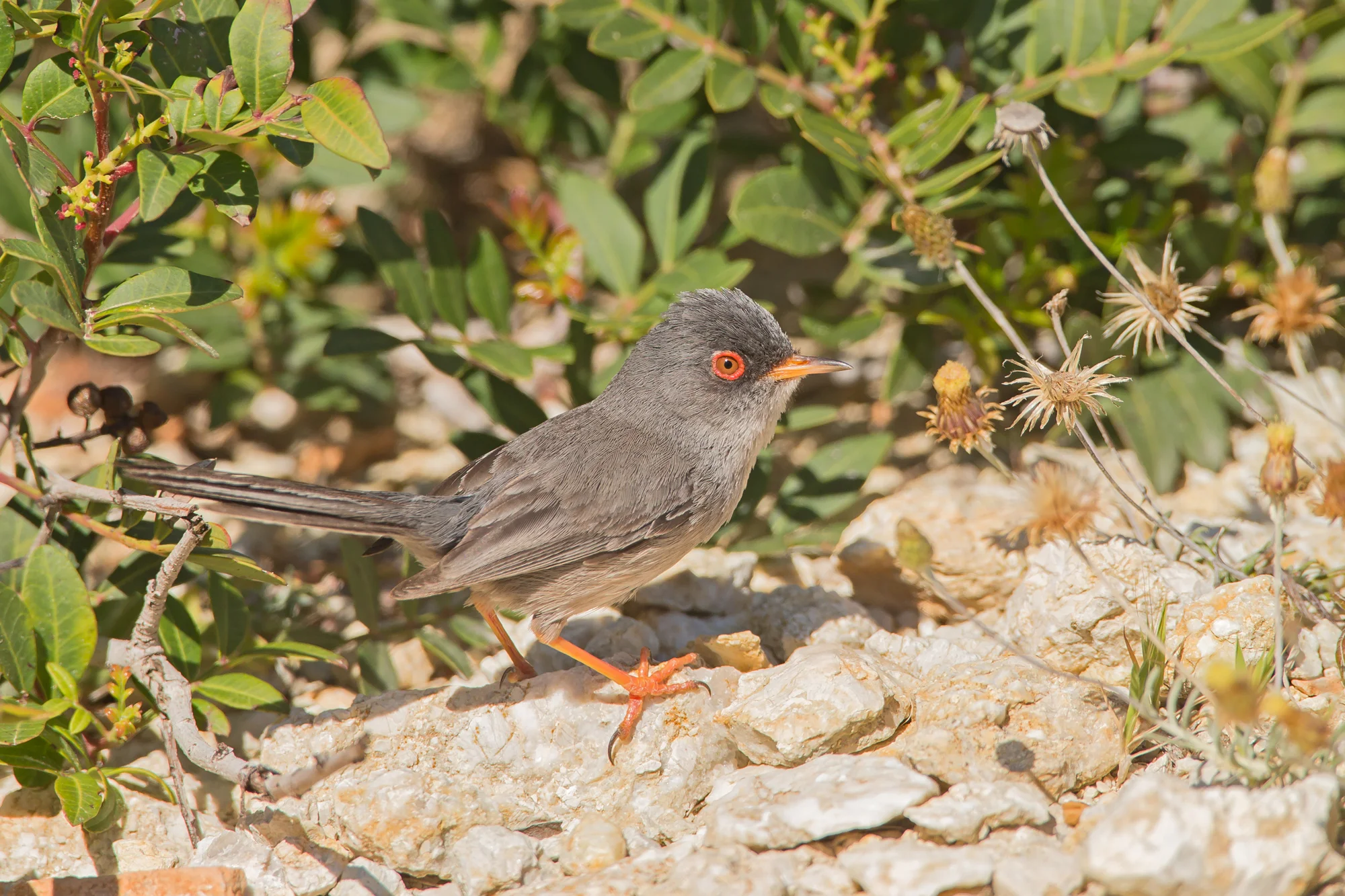 Balearic Warbler, Isla Cabrera, Mallorca May 2016