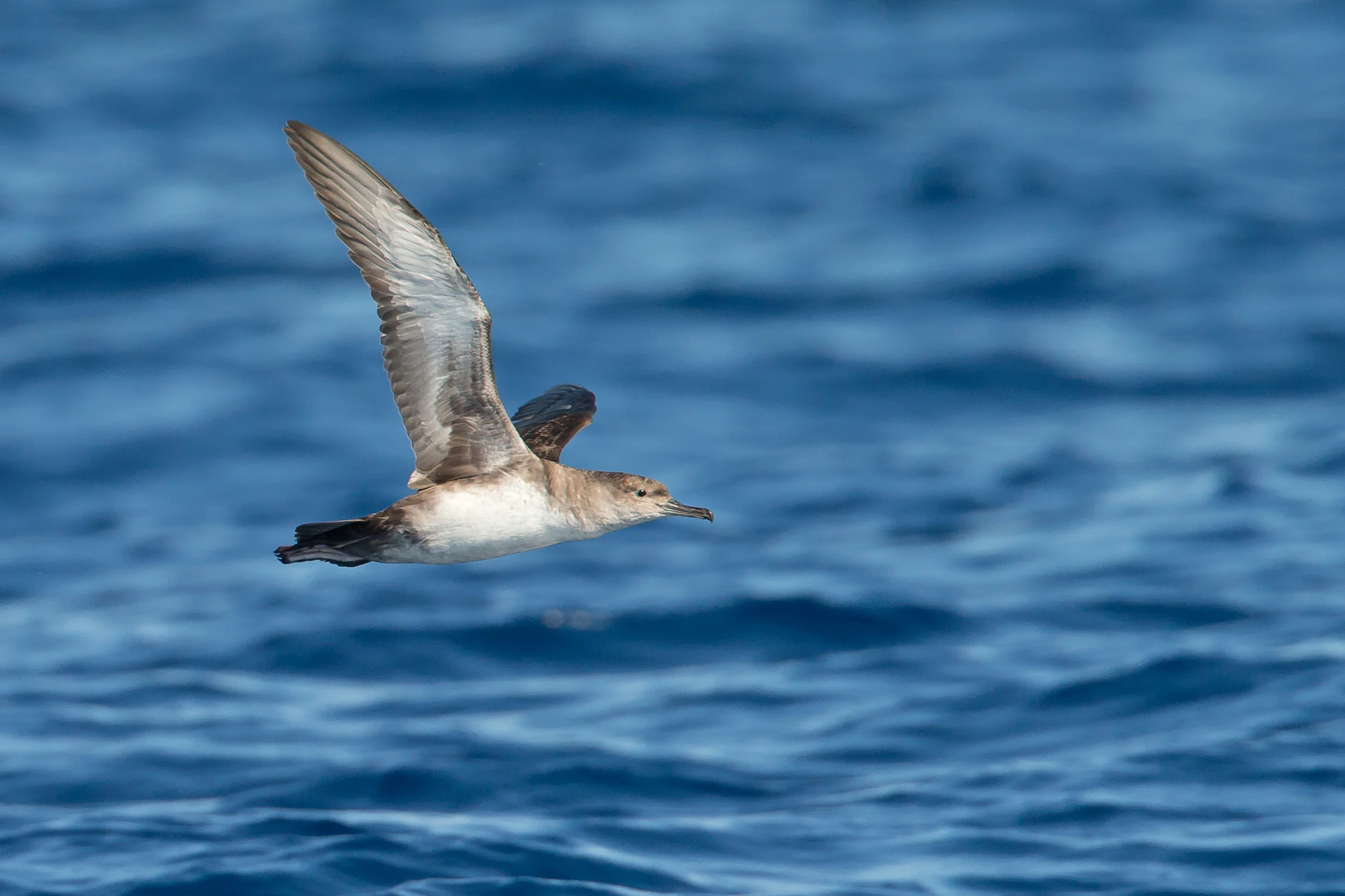Balearic Shearwater, Isla Cabrera, Mallorca May 2016