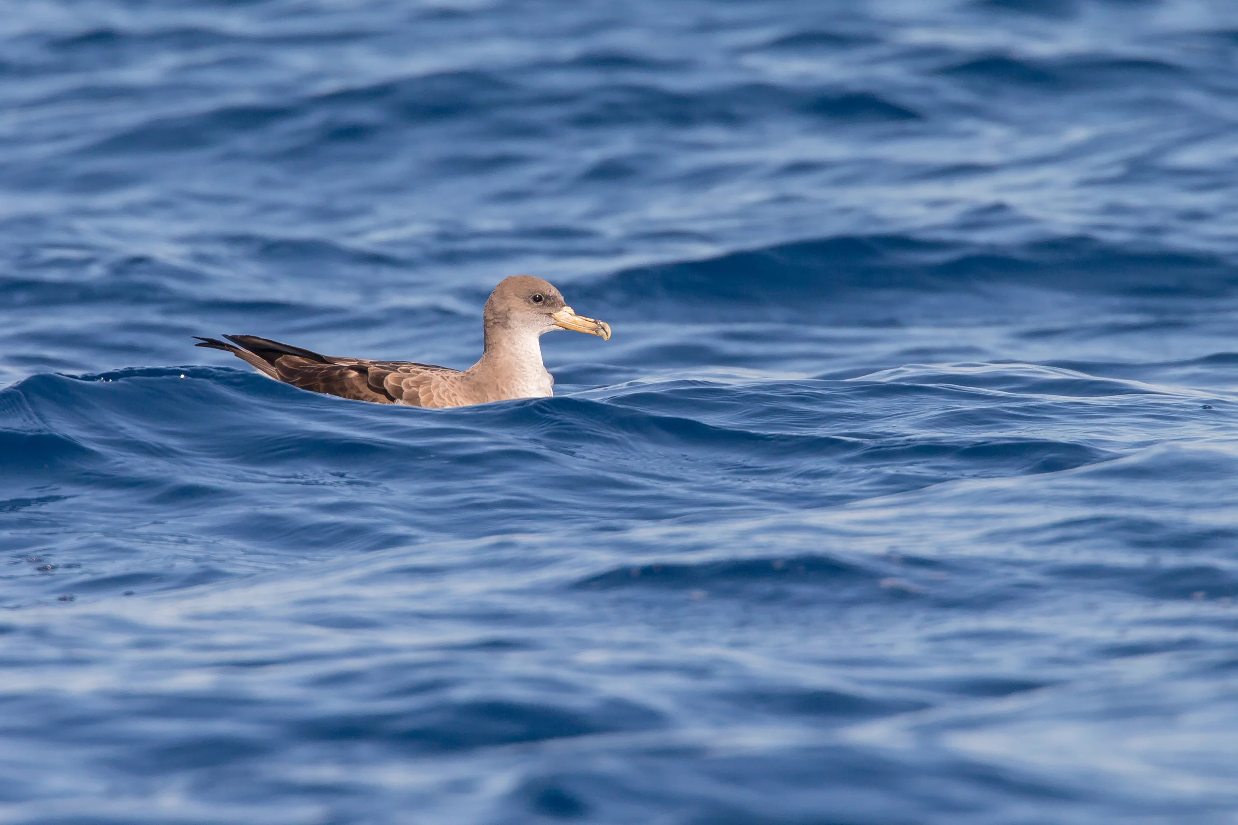 Scopoli's Shearwater, Isla Cabrera, Mallorca May 2016