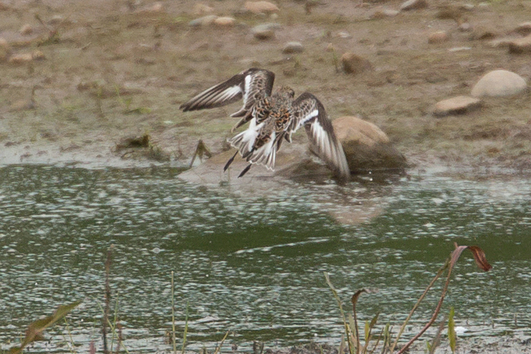 Sanderling, Alston Wetland.