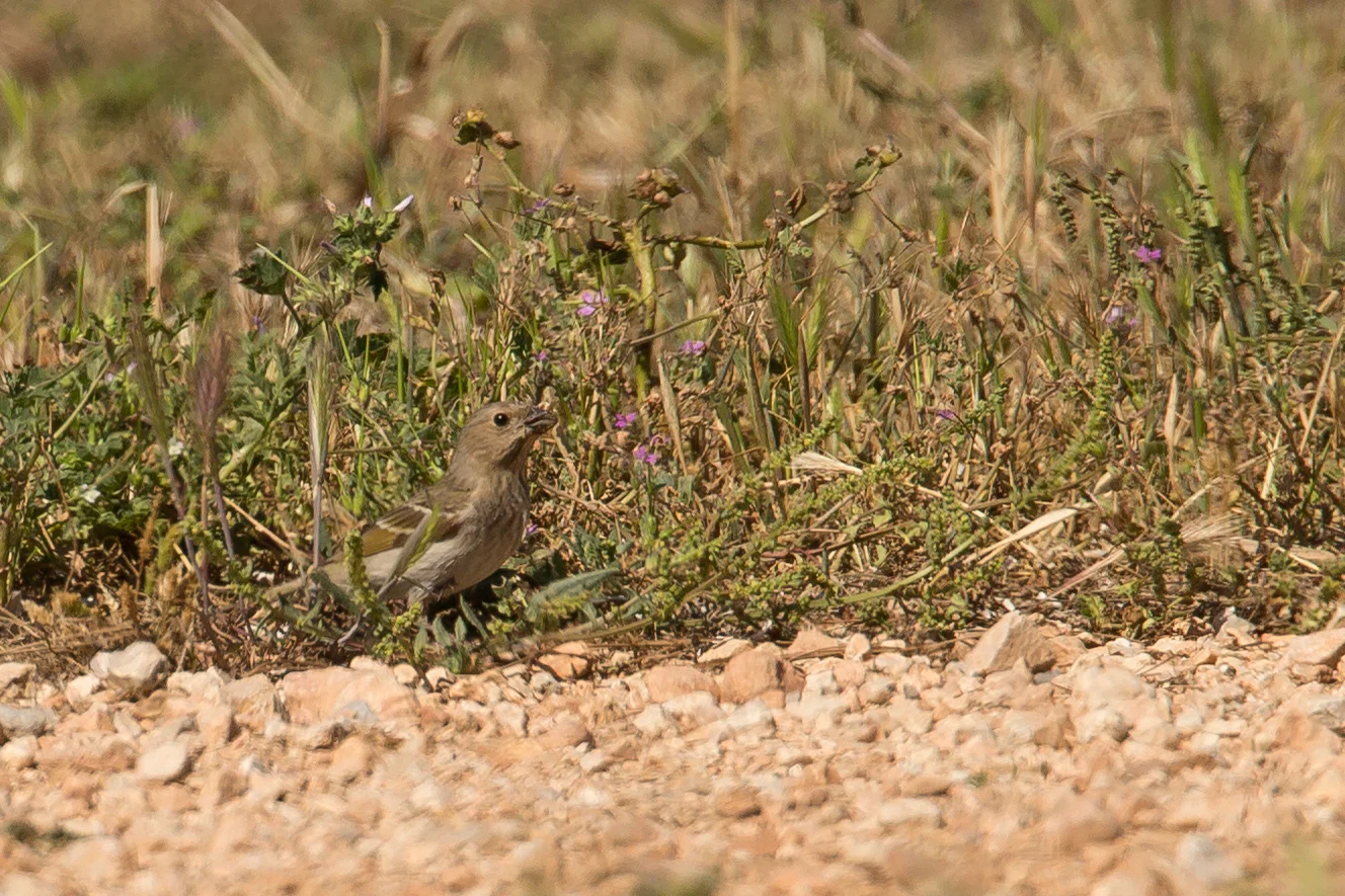 Common Rosefinch, Isla de Cabrera, May 2016.
