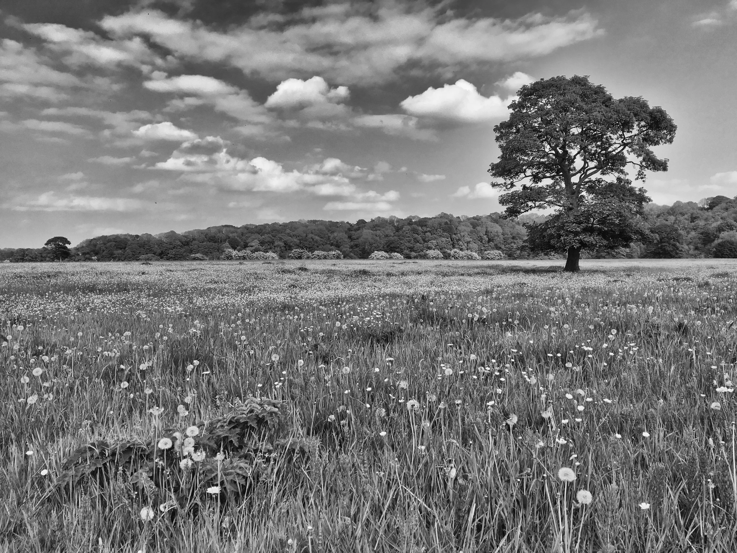 Lovely riverside meadows in the Ribble Valley at Alston.