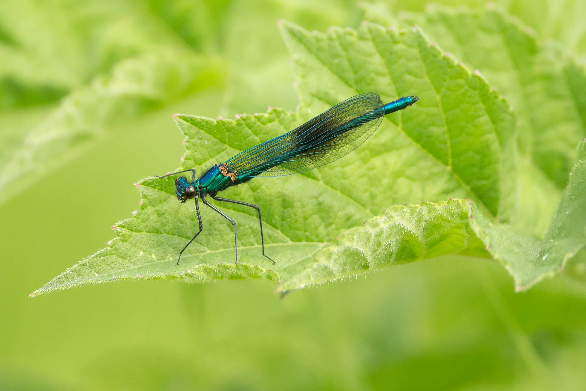 Banded Demoiselle (male), River Ribble.