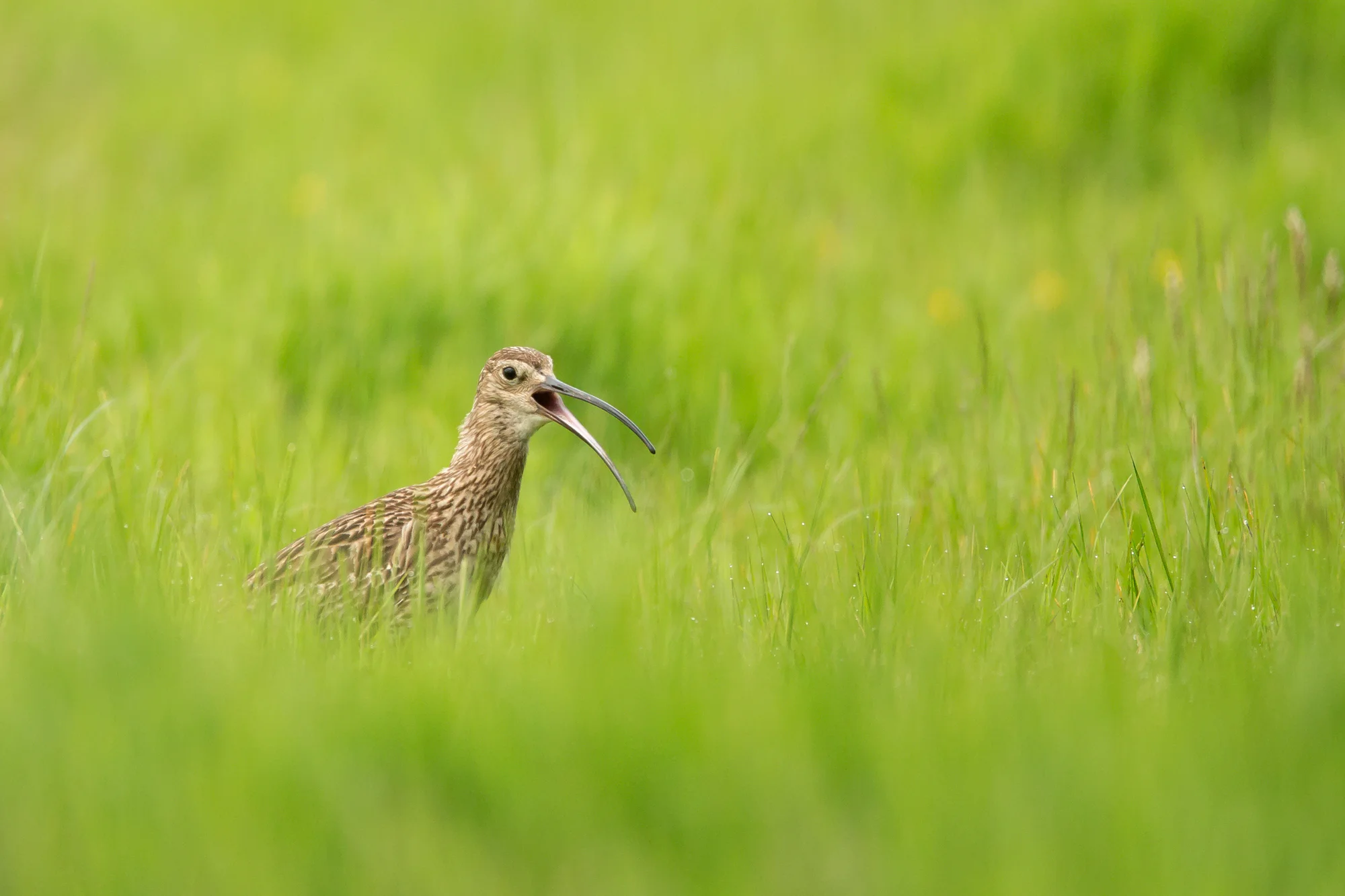 Eurasian Curlew, Kemple End, Lancashire June 2016