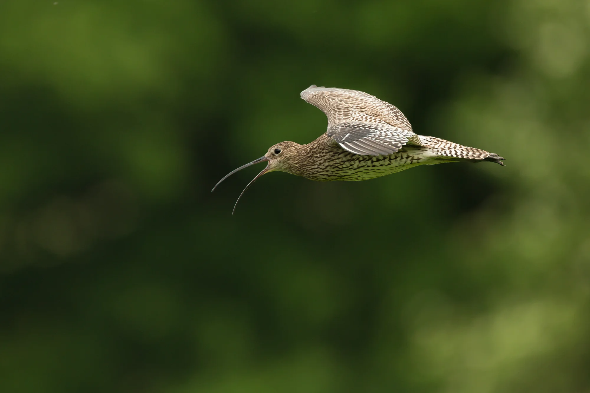 eurasian-curlew.jpg