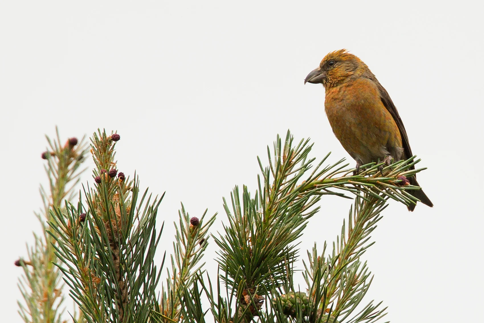 Common Crossbill, Gannow Fell