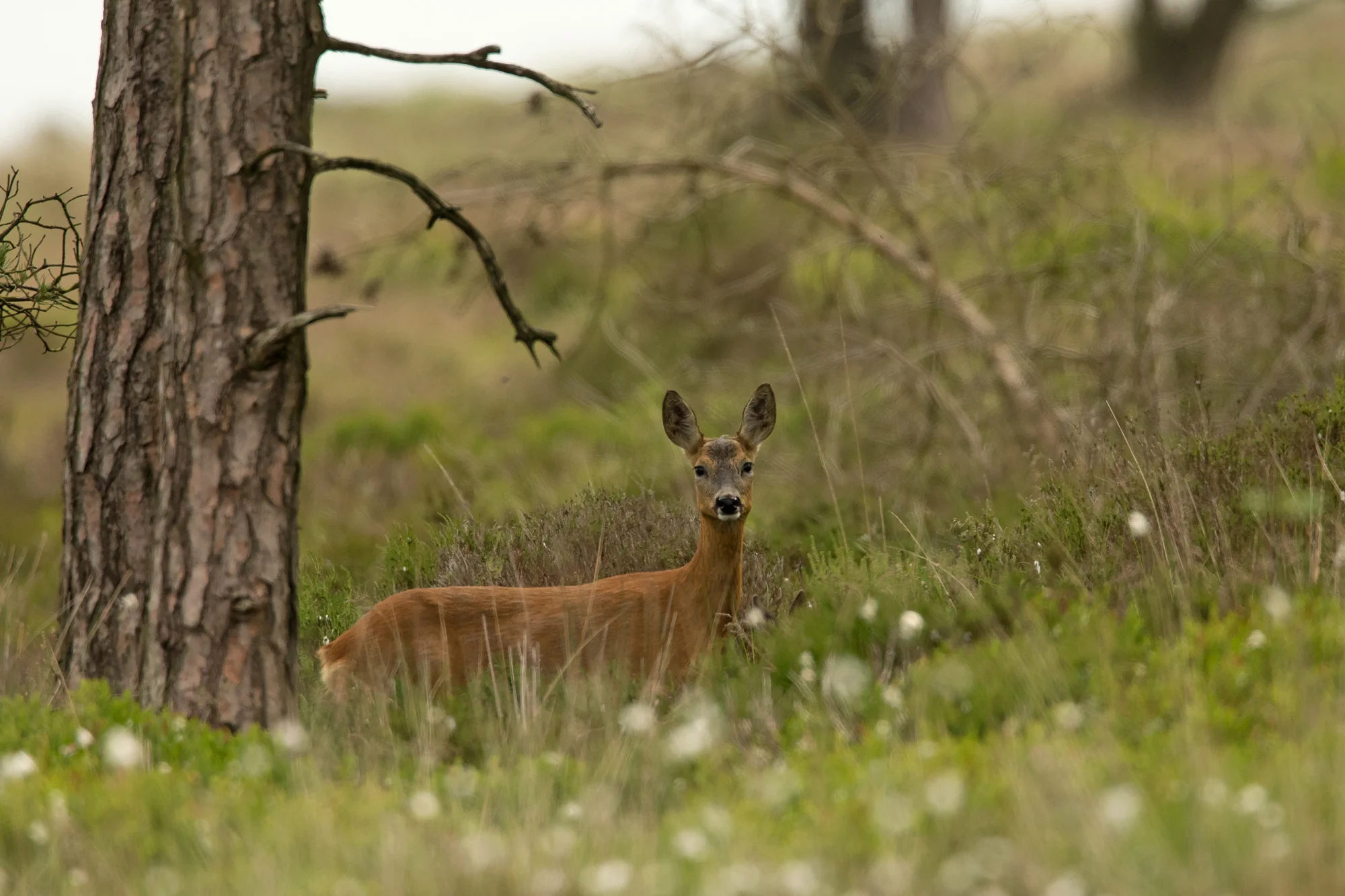 Western Roe Deer in cotton grass at Gannow Fell (you can just about see the ears of her fawn standing in front of her).