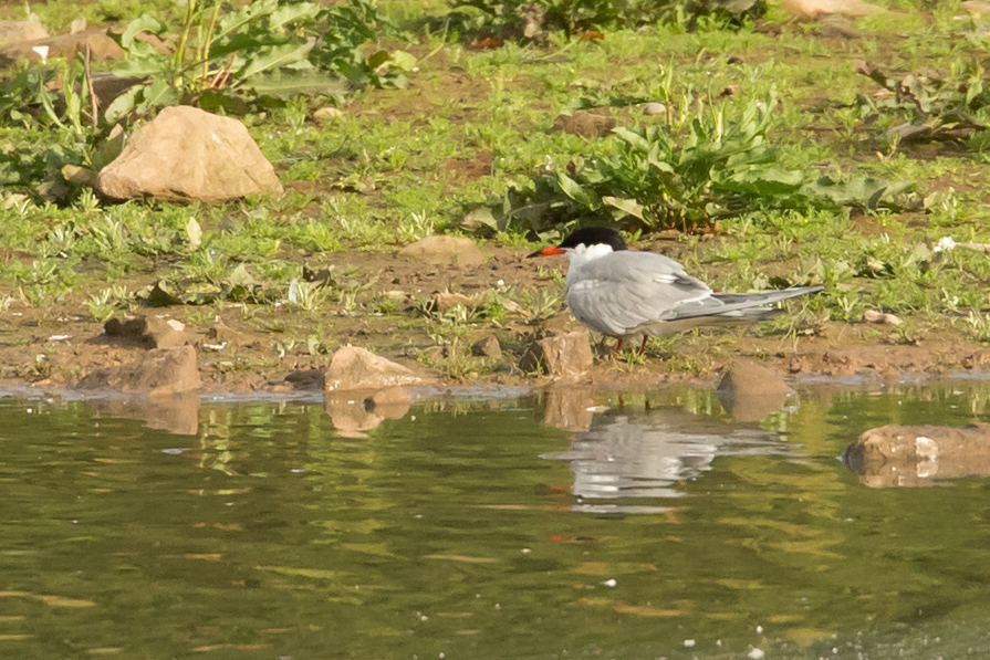 Common Tern, Alston Wetland..