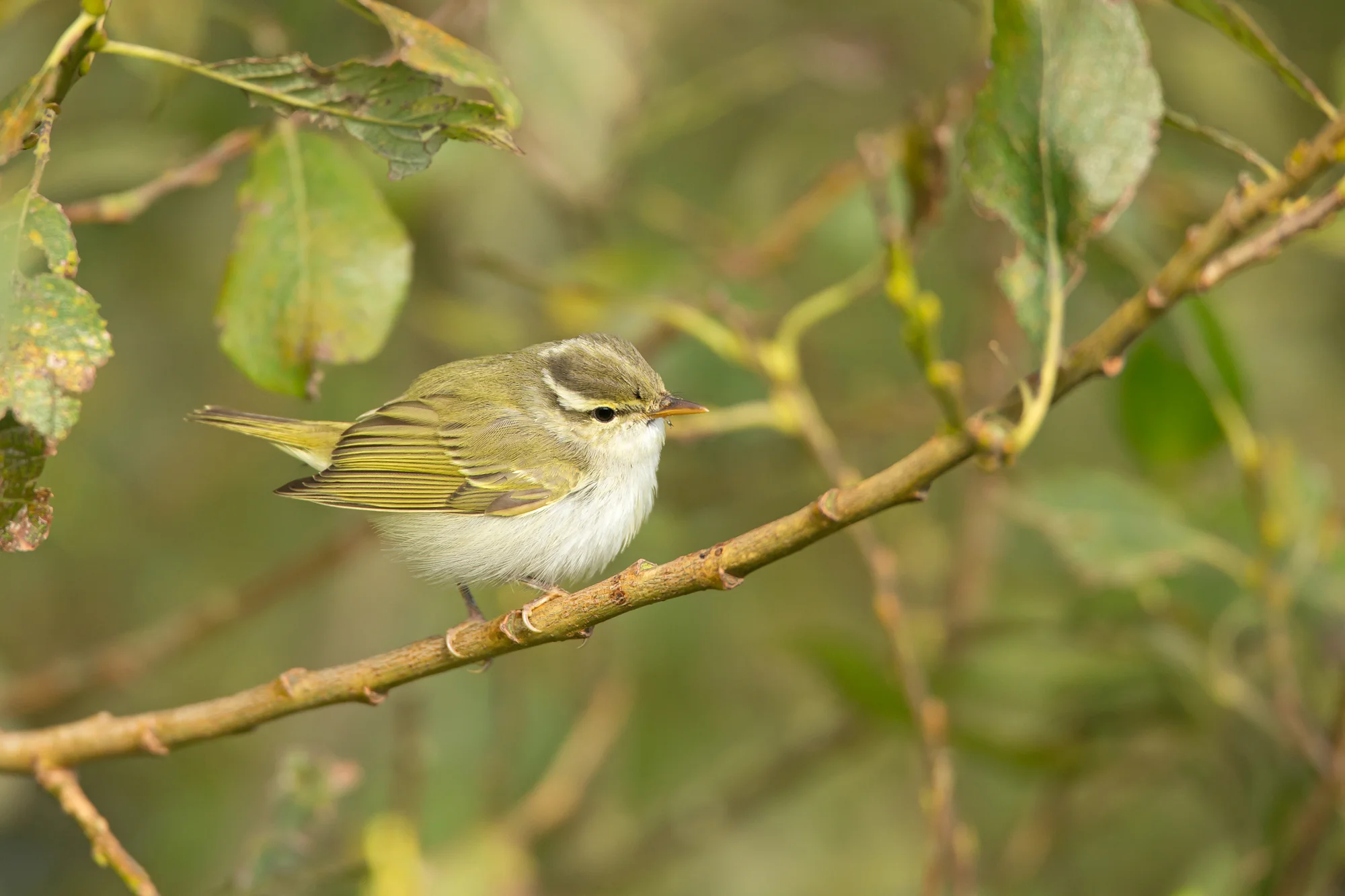 Eastern Crowned Warbler, RSPB Bempton Cliffs, Oct 2016