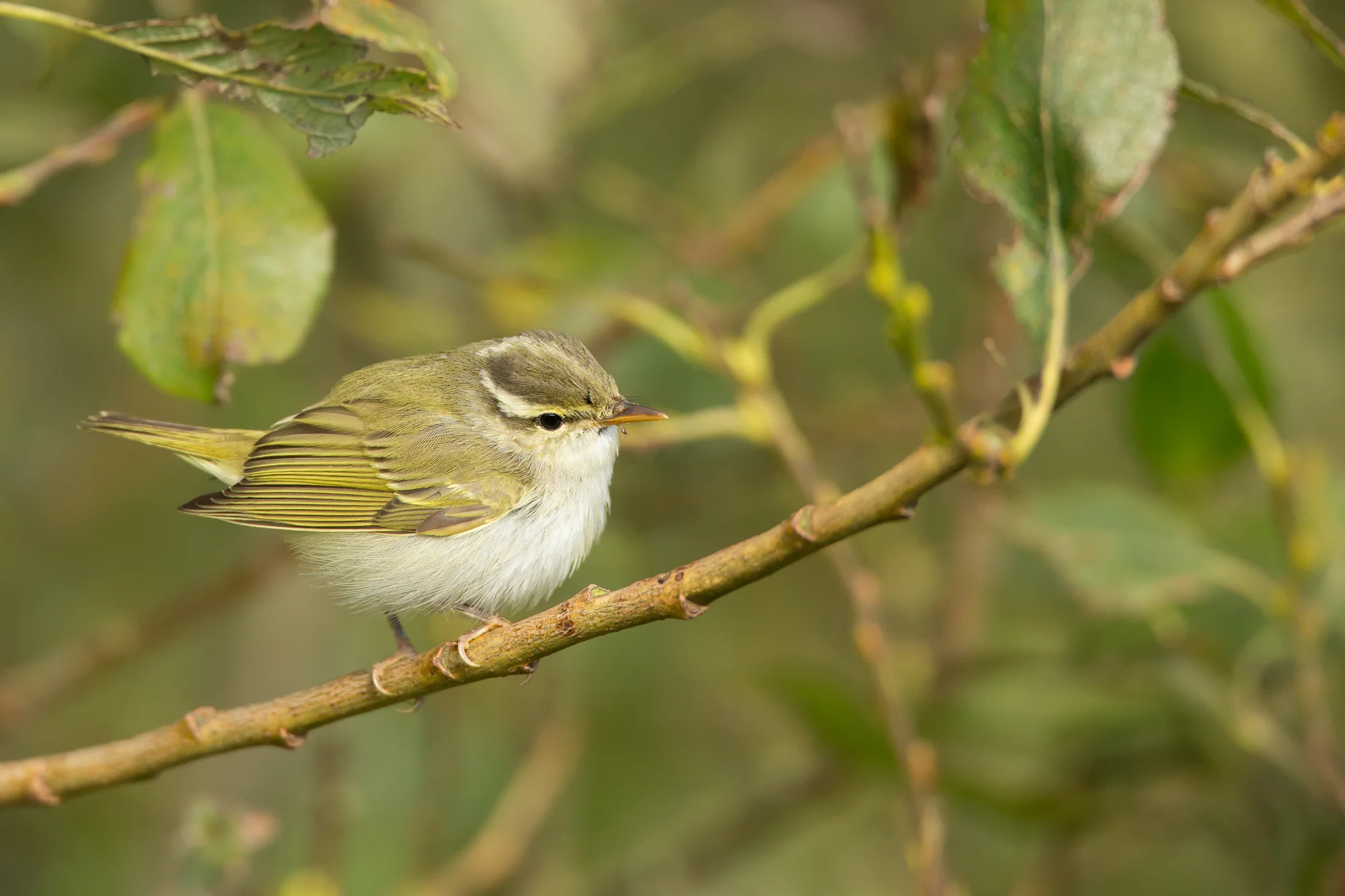 Eastern Crowned Warbler, Bempton Cliffs, N Yorks, Oct 2016.