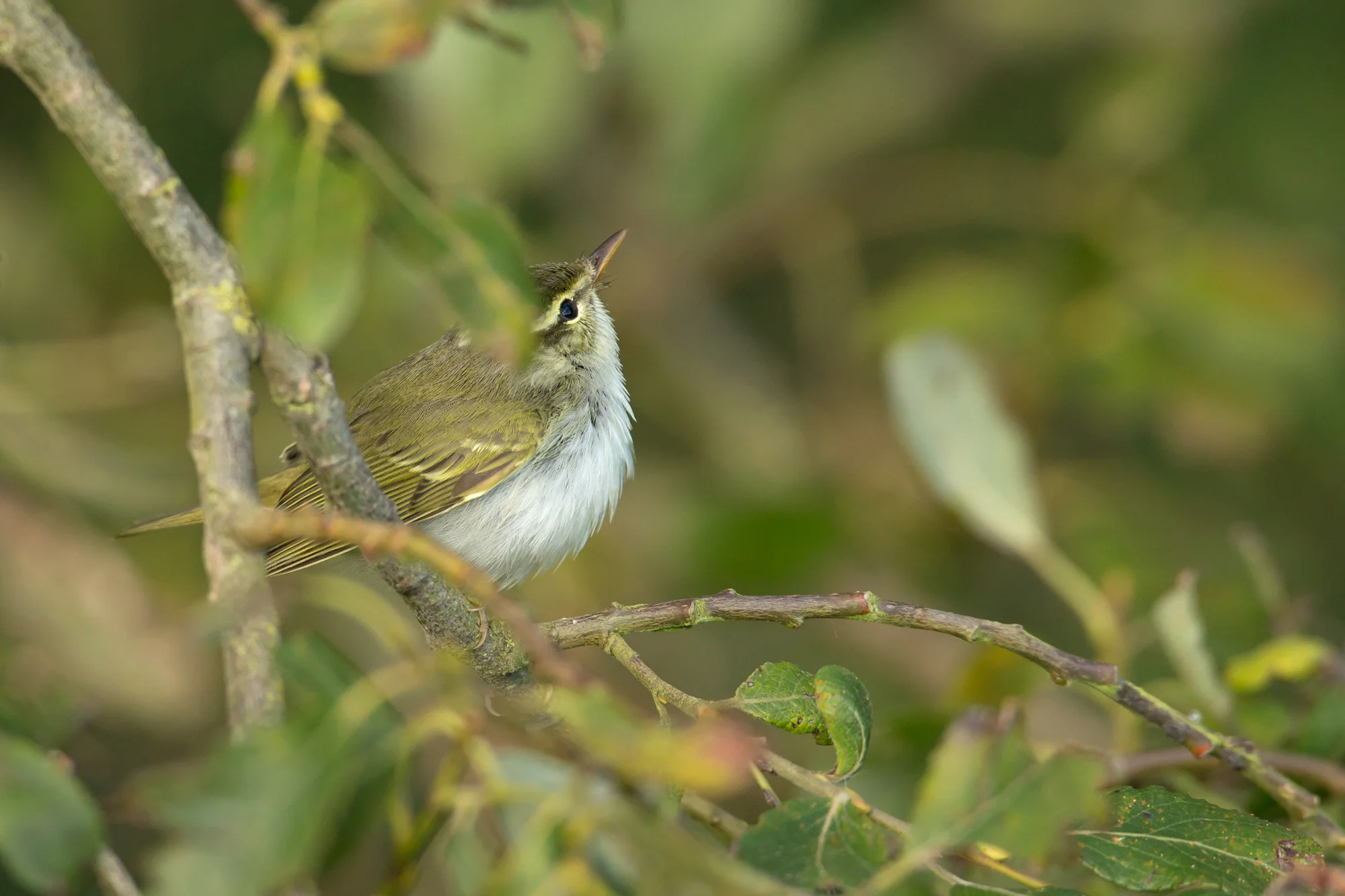 eastern_crowned_warbler.jpg