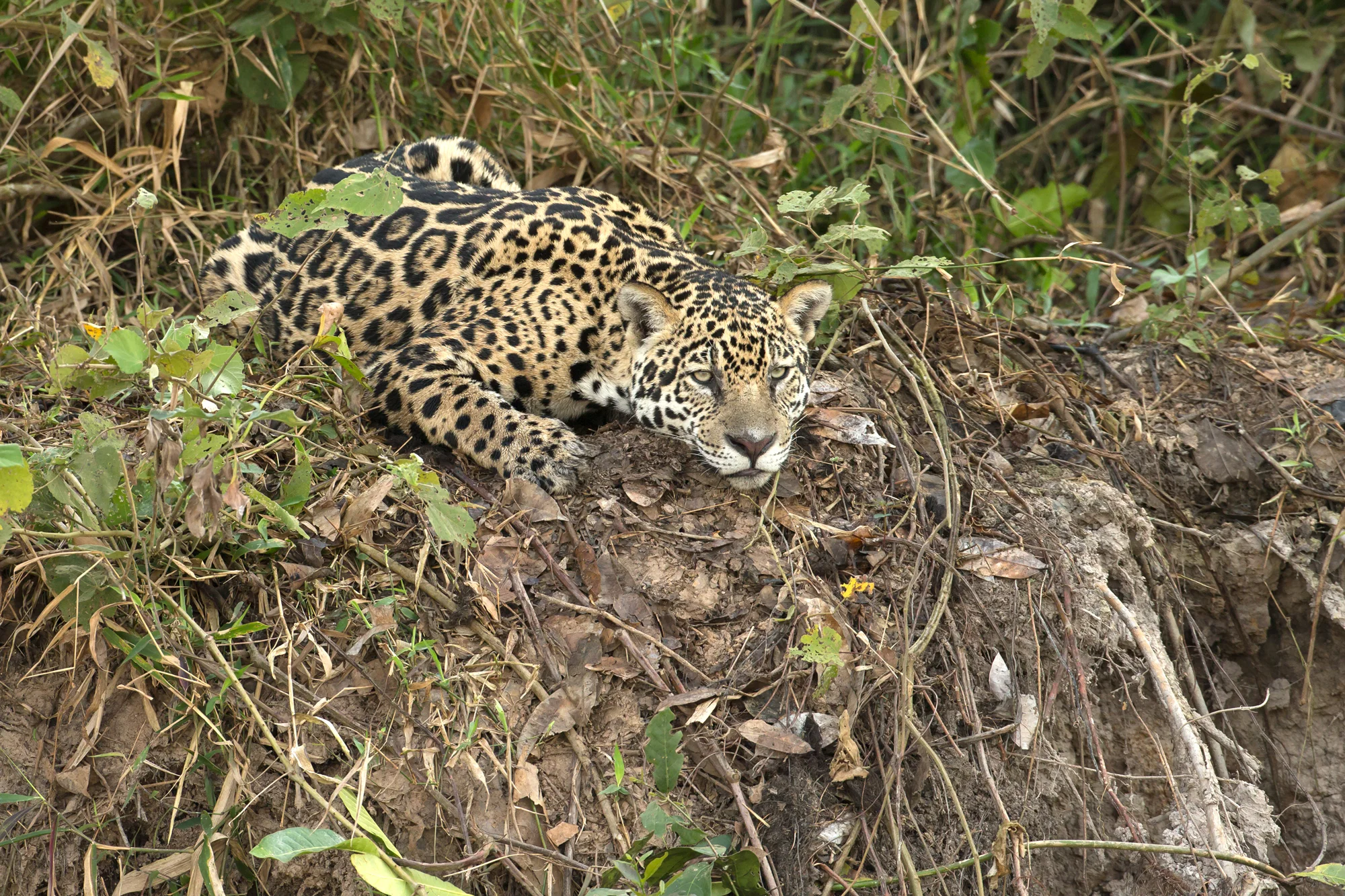 Jaguar, Rio Cuiabá August 2016