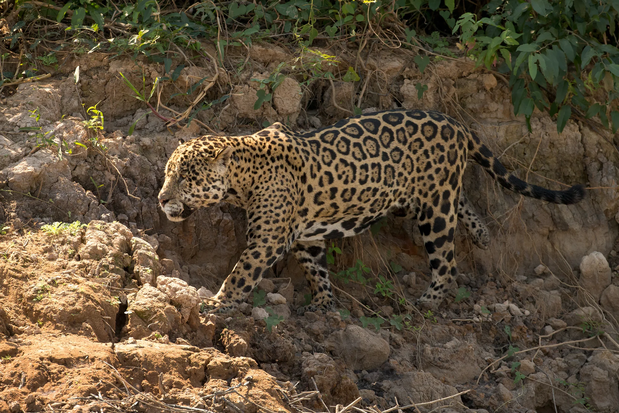Jaguar, Rio Cuiabá August 2016