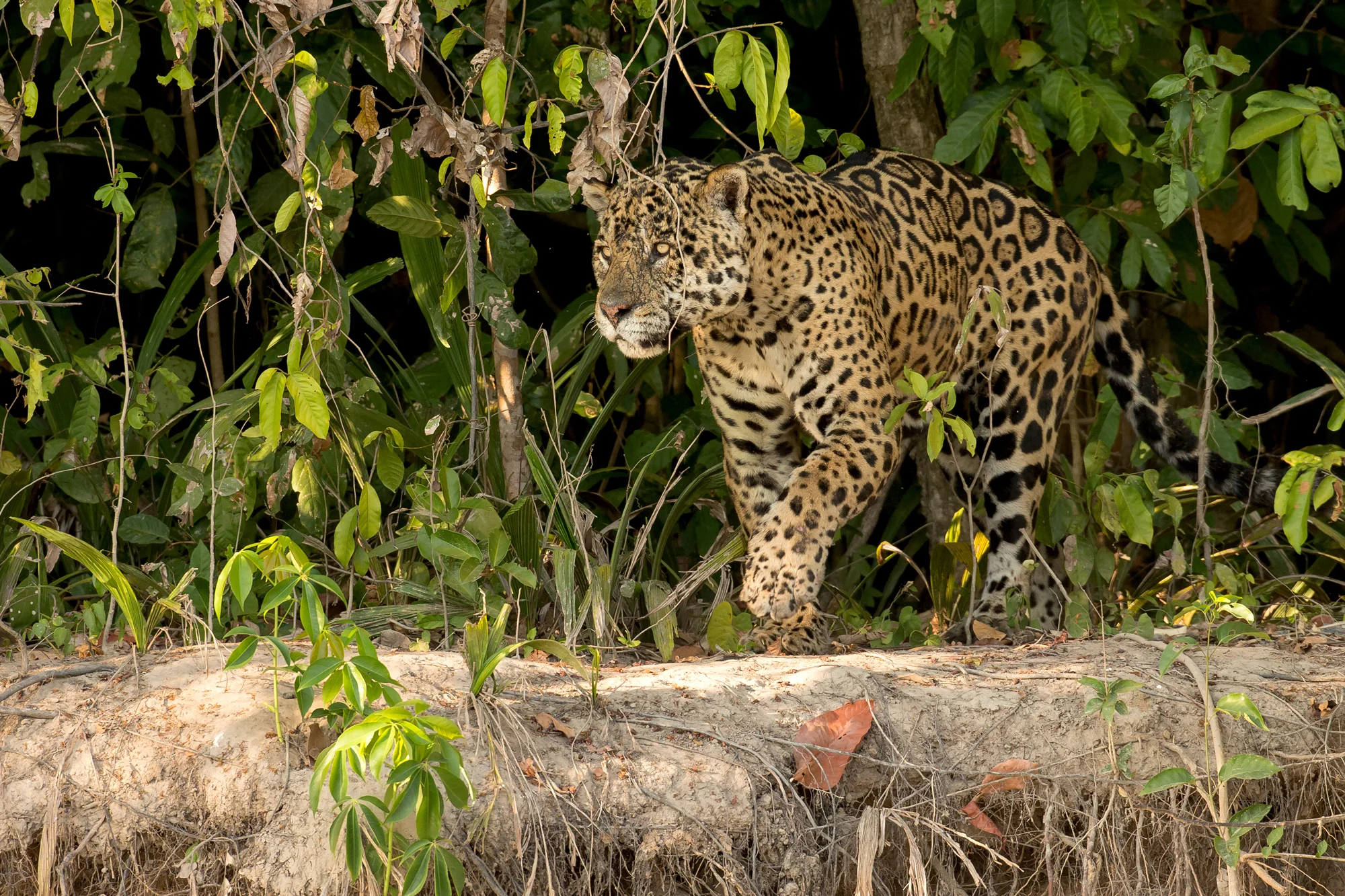 Jaguar, Rio Cuiabá August 2016