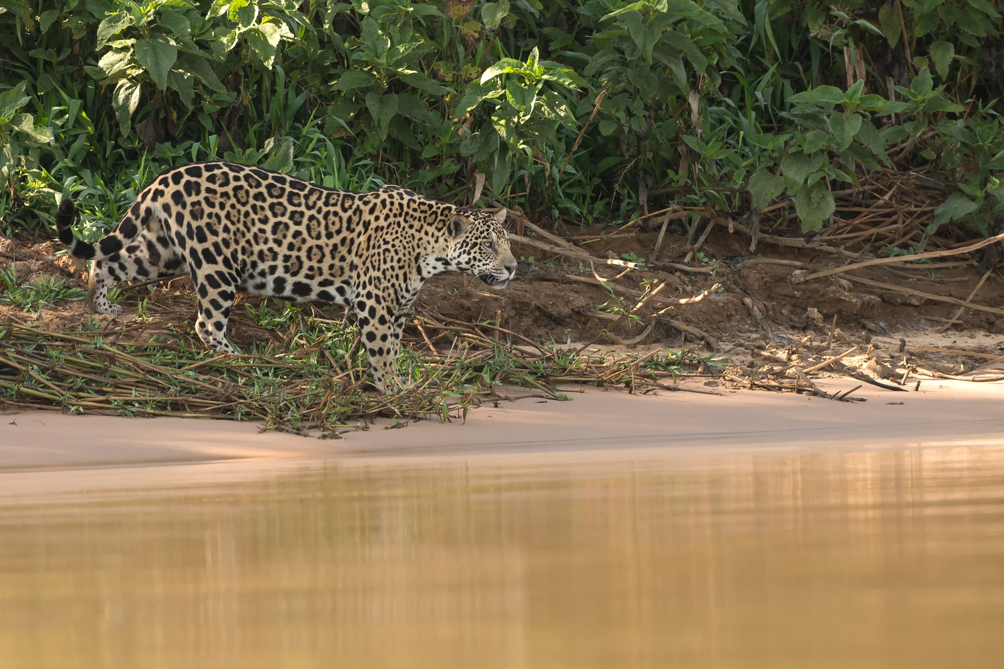 Jaguar, Rio Cuiabá August 2016