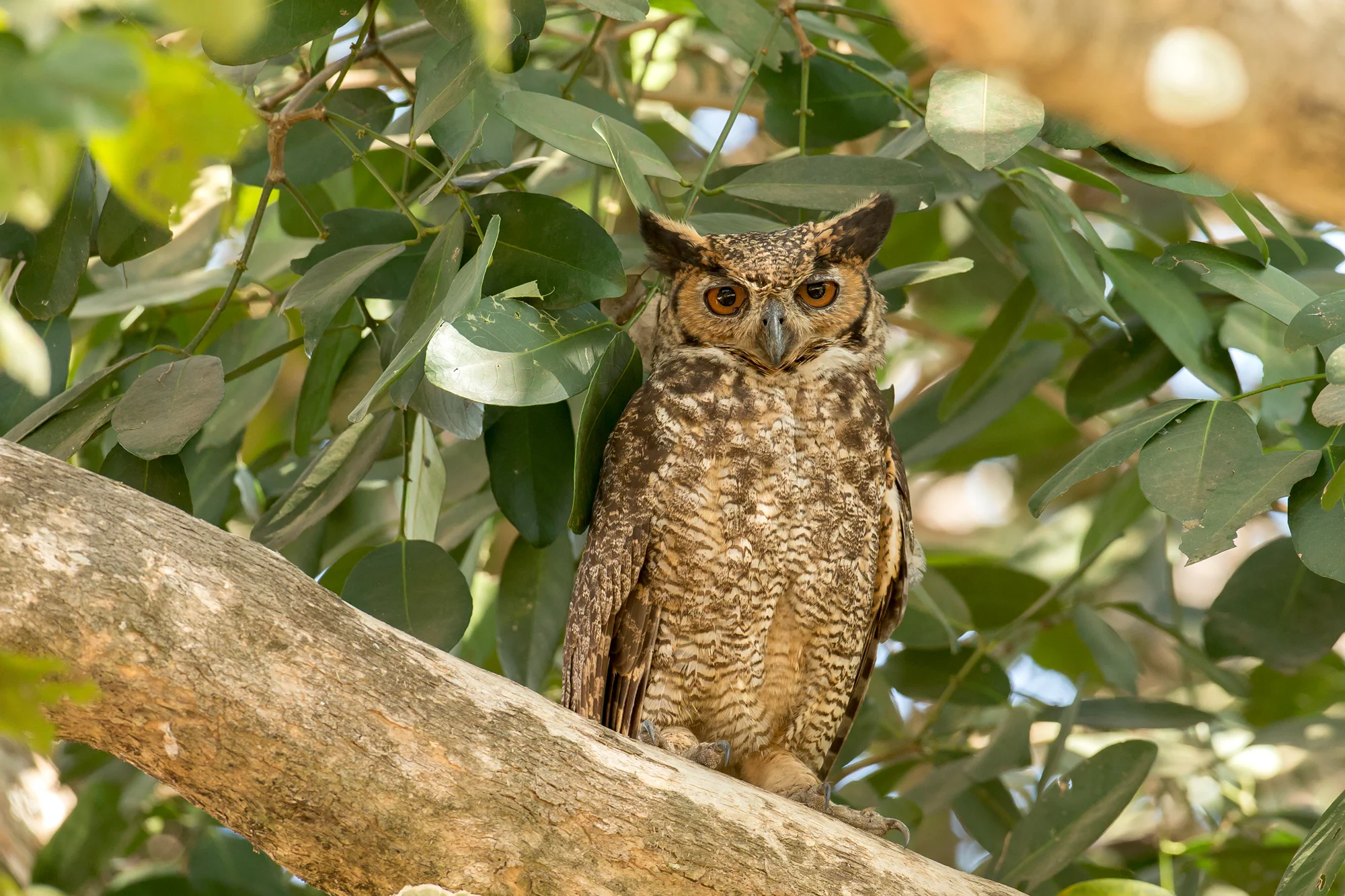 Great Horned Owl, Pouso Alegre August 2016