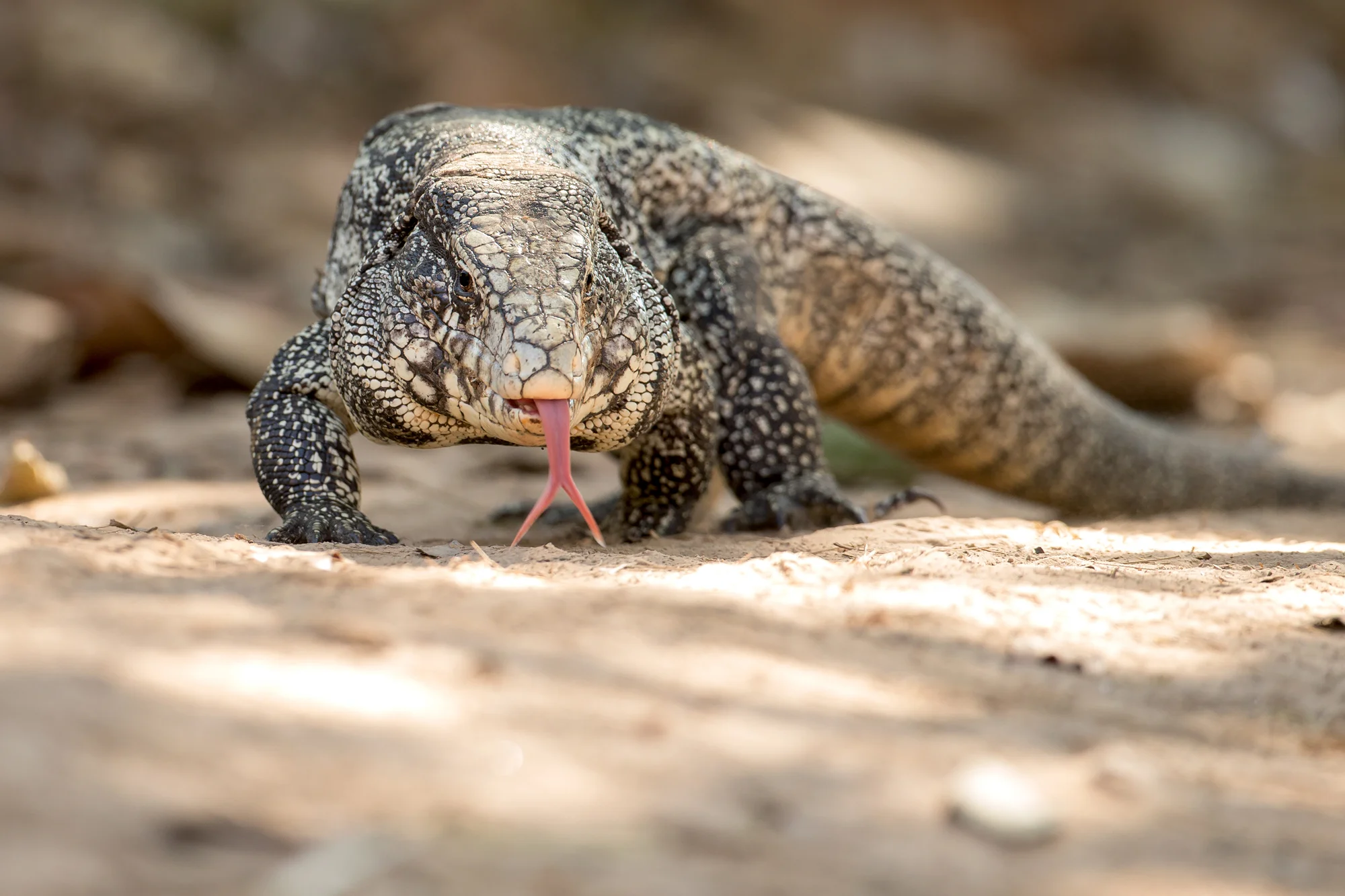 Black-and-white Tegu, Pouso Alegre August 2016