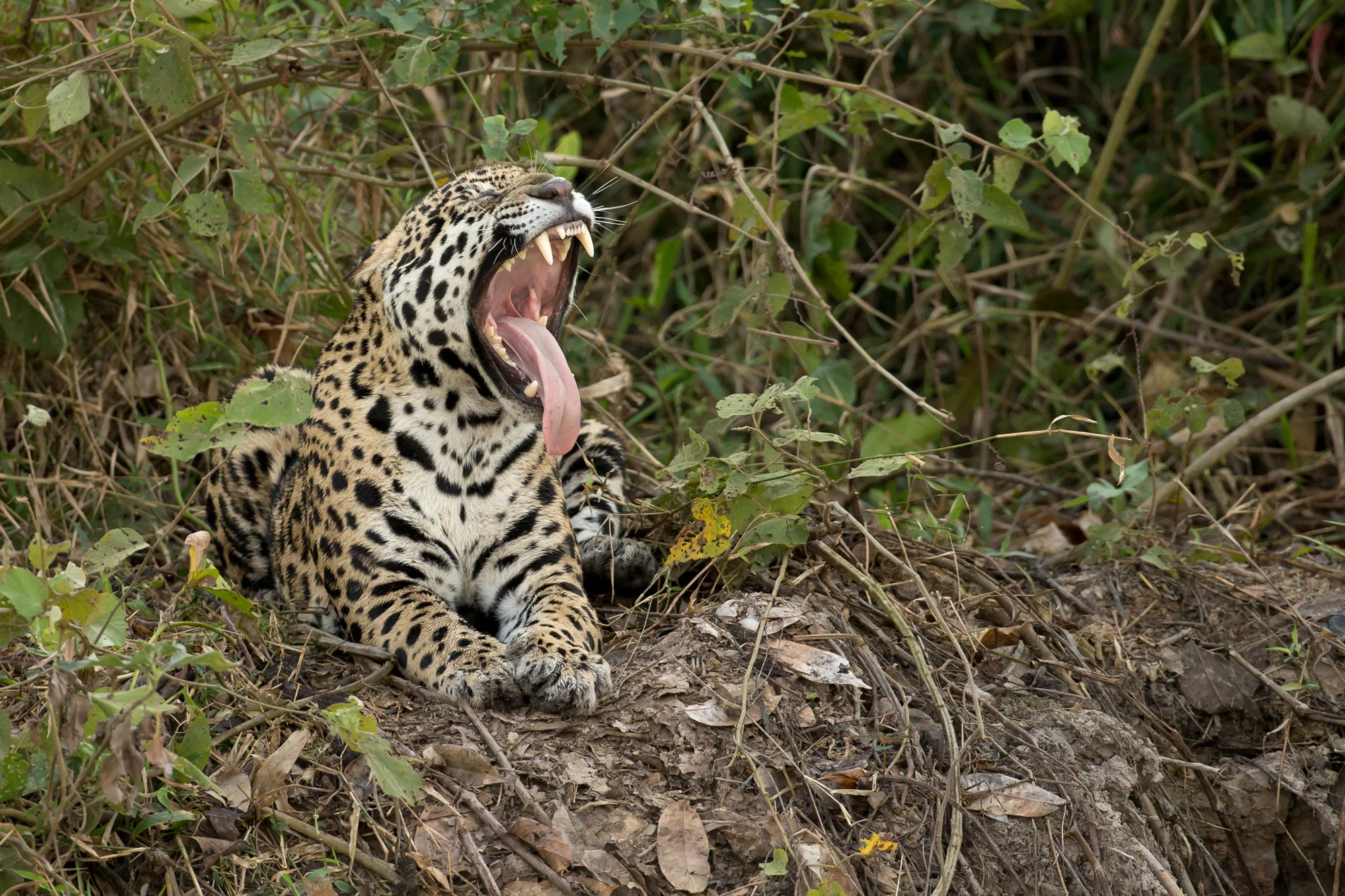 Jaguar, Rio Cuiabá August 2016