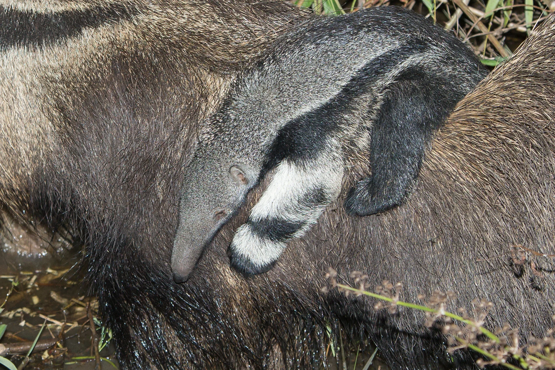 Giant Anteater, Pouso Alegre August 2016