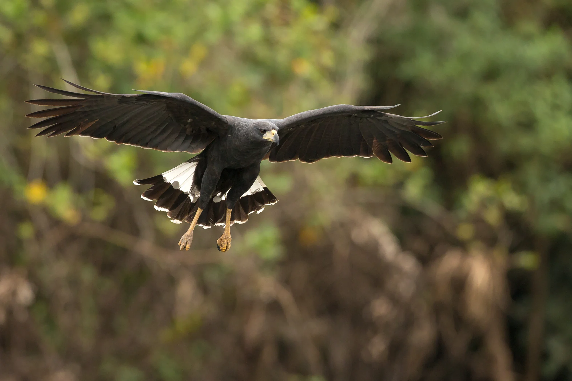 Great Black Hawk, Rio Claro August 2016