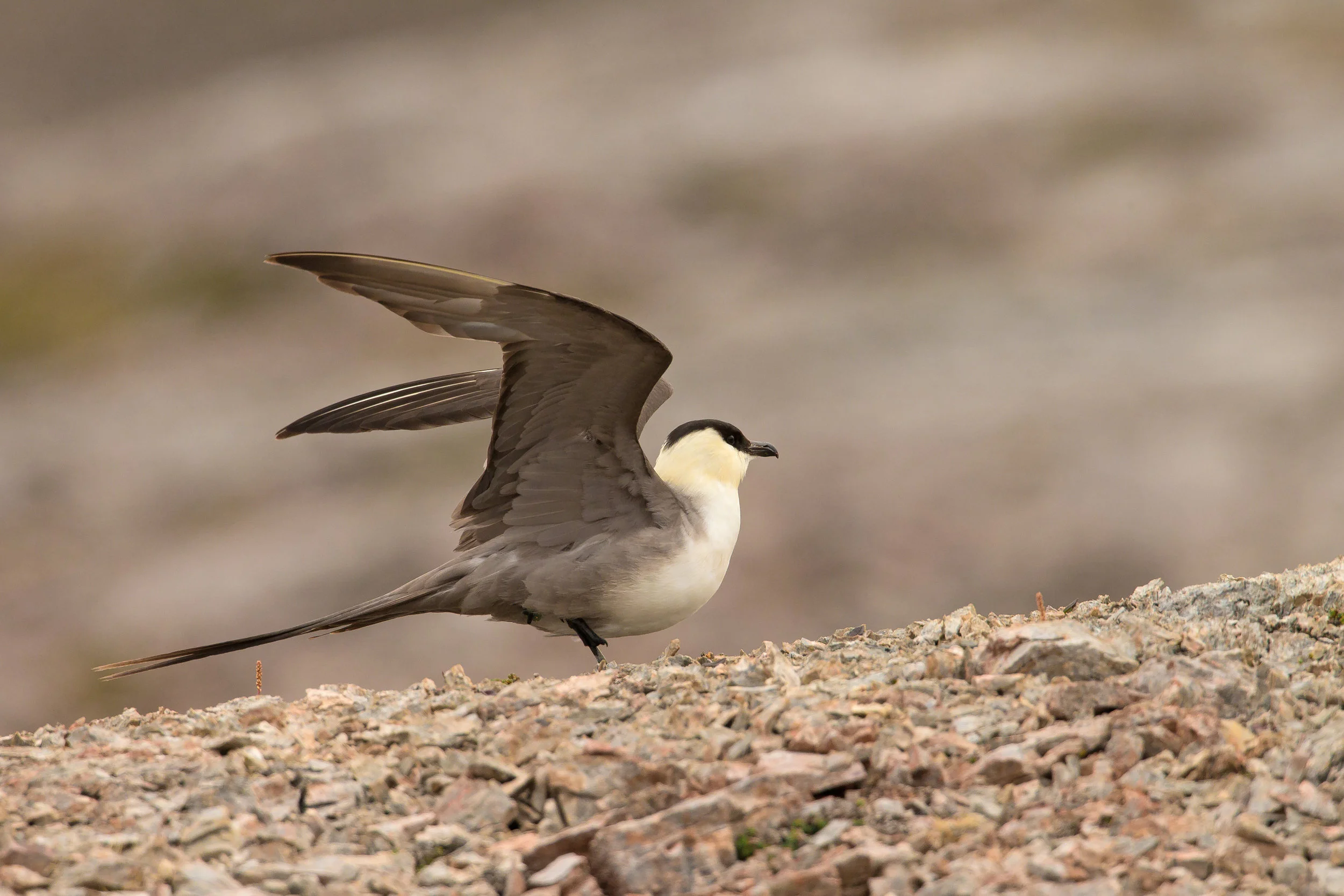 Long-tailed Skua (or Jaeger), Blömstrandhalvøya July 2016