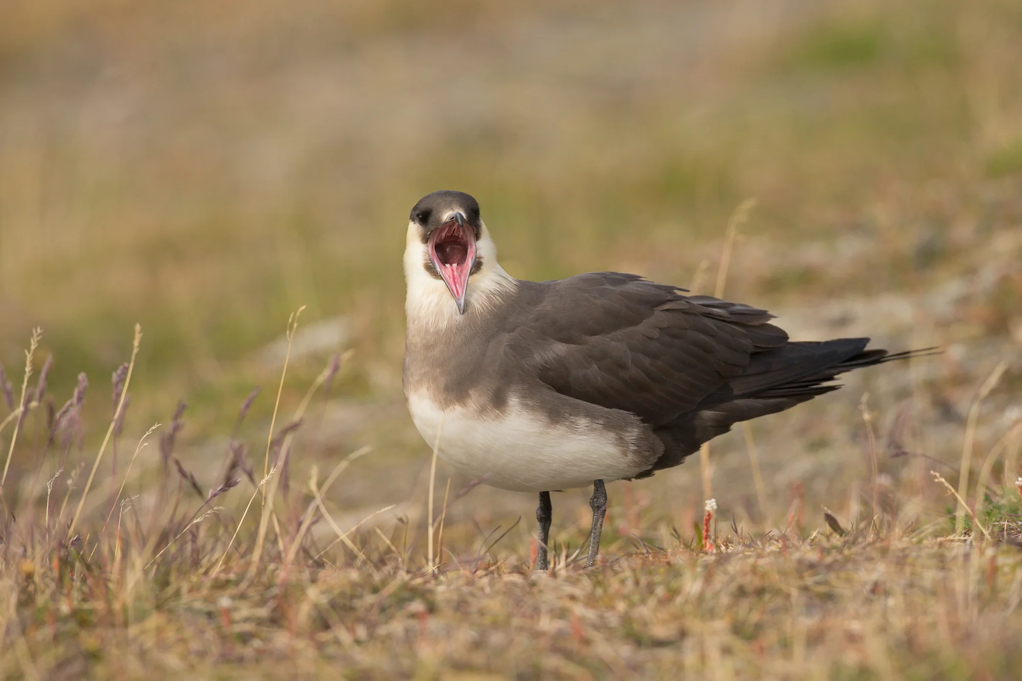 Arctic Skua, Longyearbyen July 2016