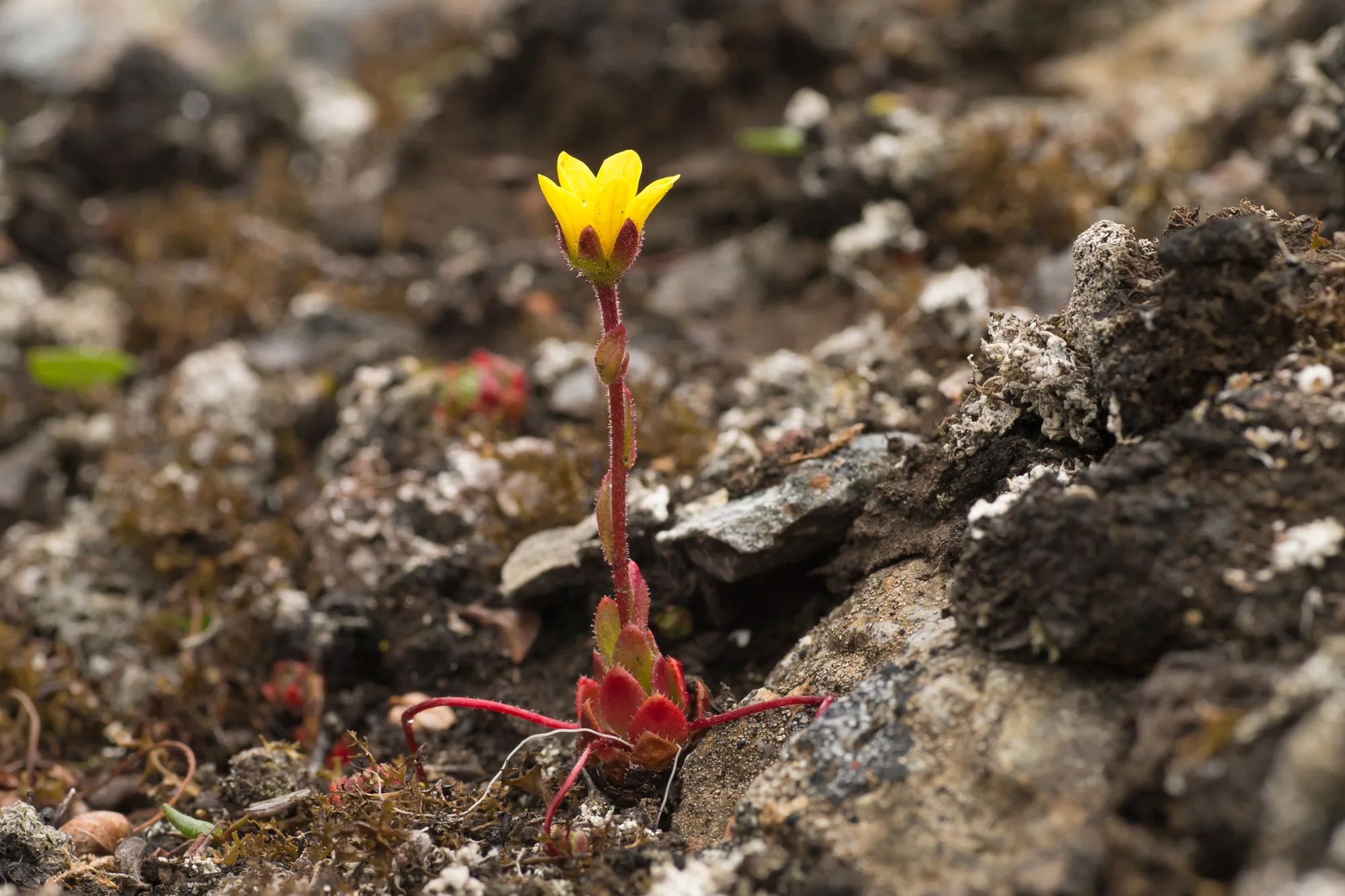 Stoloniferous Saxifrage, Akseløya July 2016