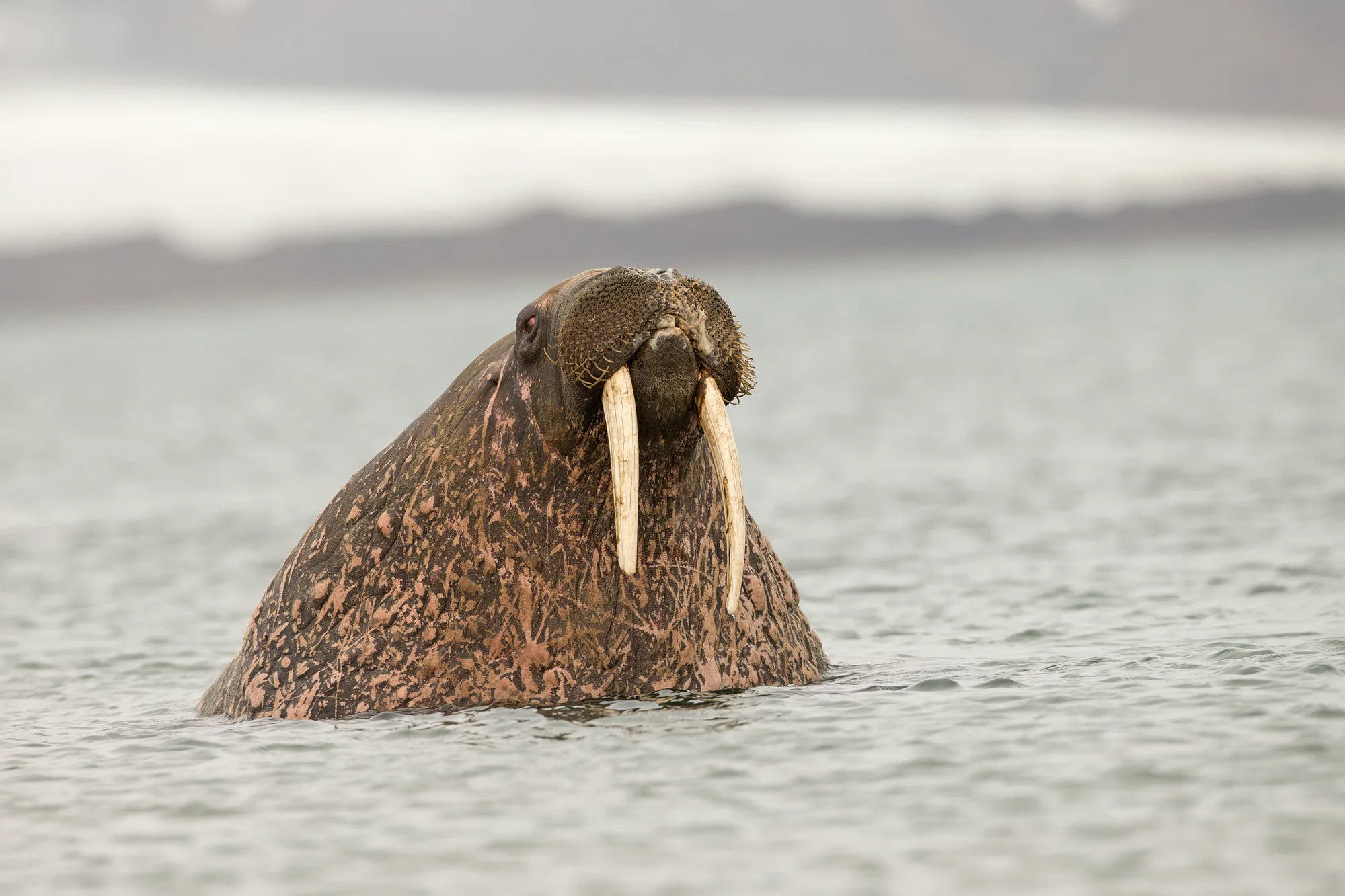 Walrus, Svalbard July 2016