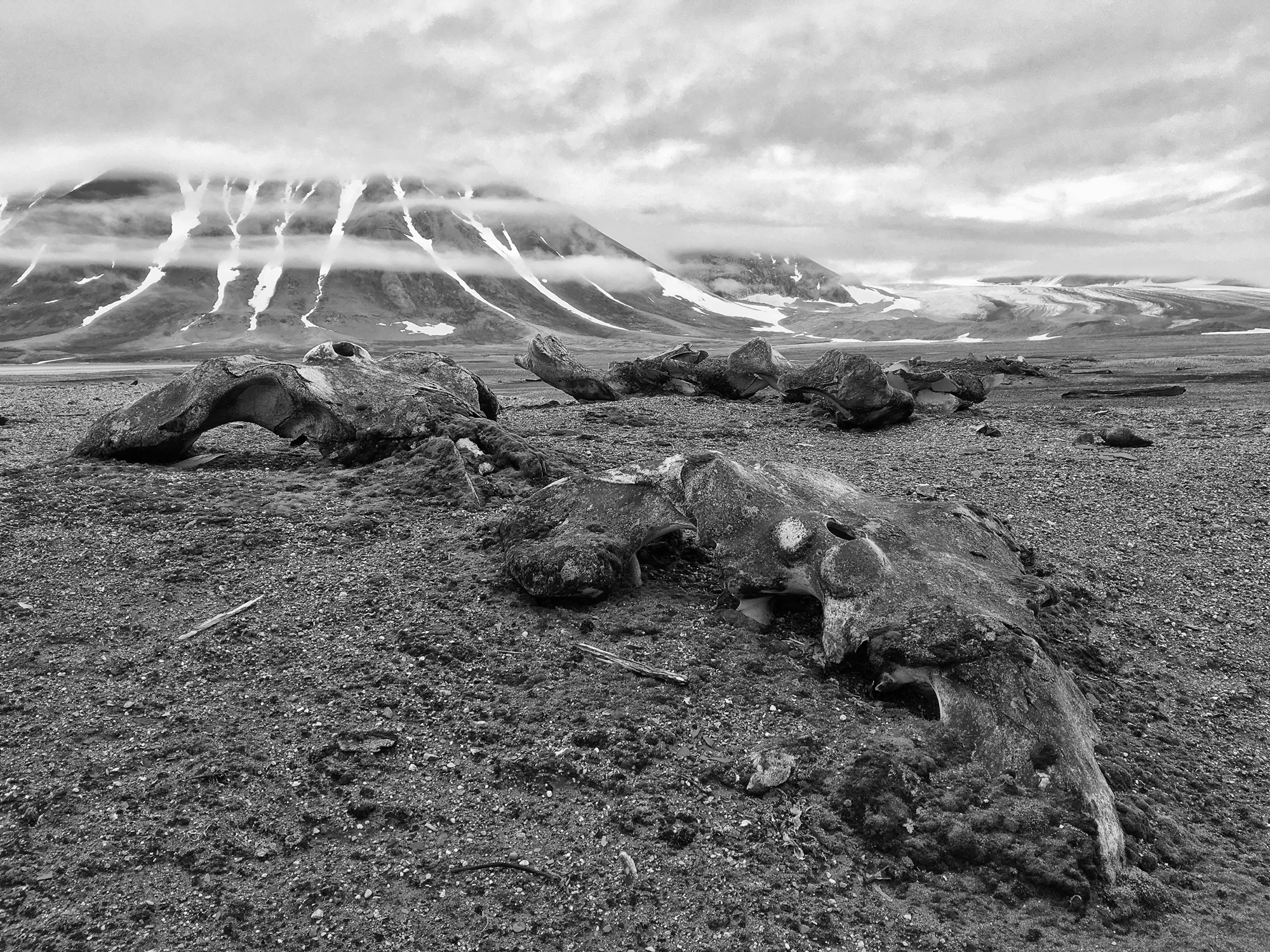 Gåshamna, Svalbard July 2016