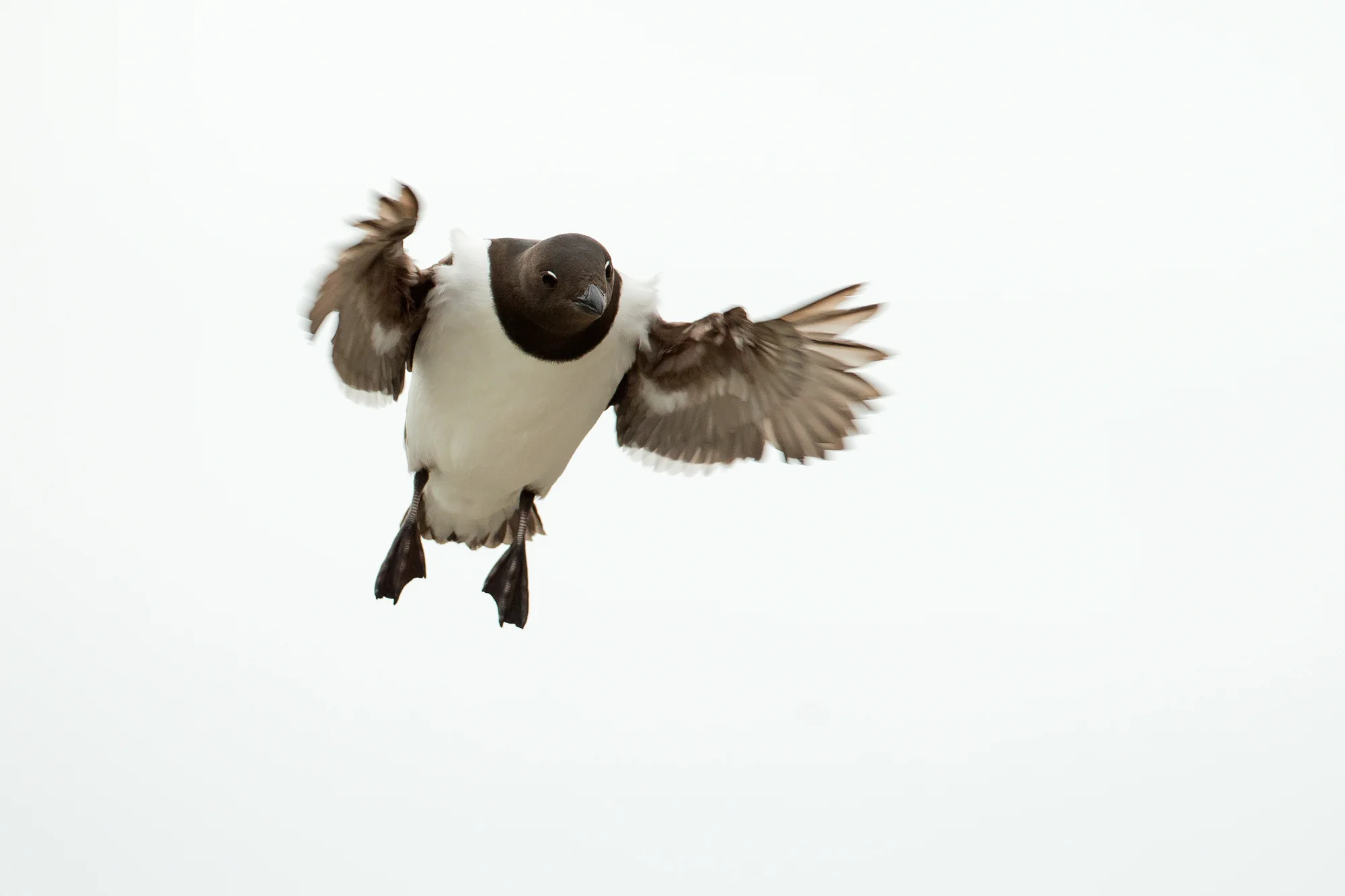 Little Auk, Fugelsongen July 2016