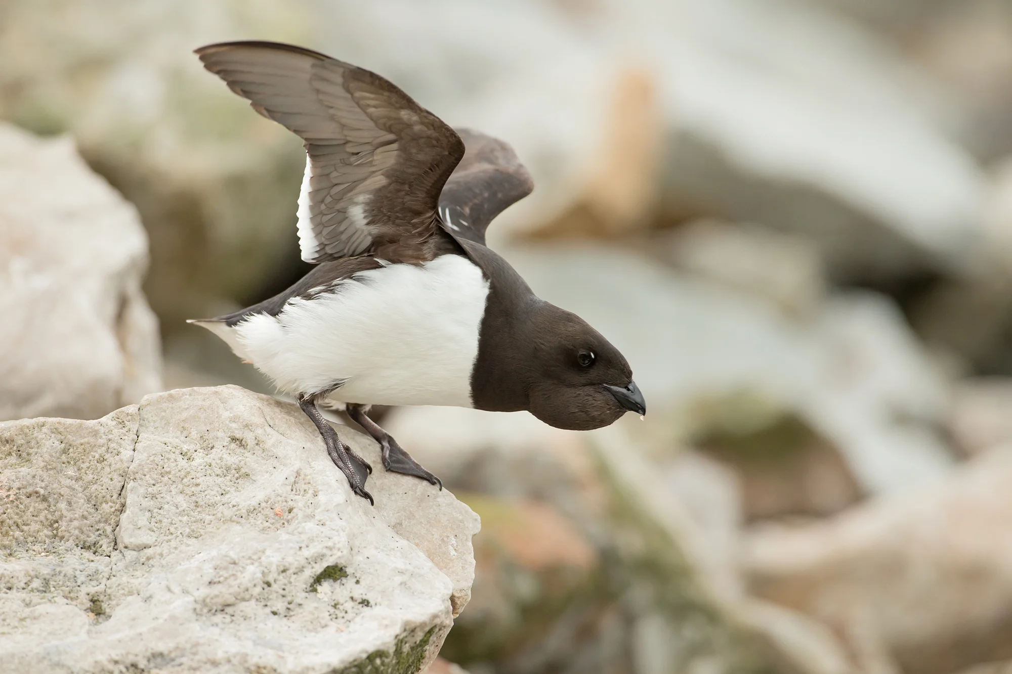 Little Auk, Svalbard July 2016