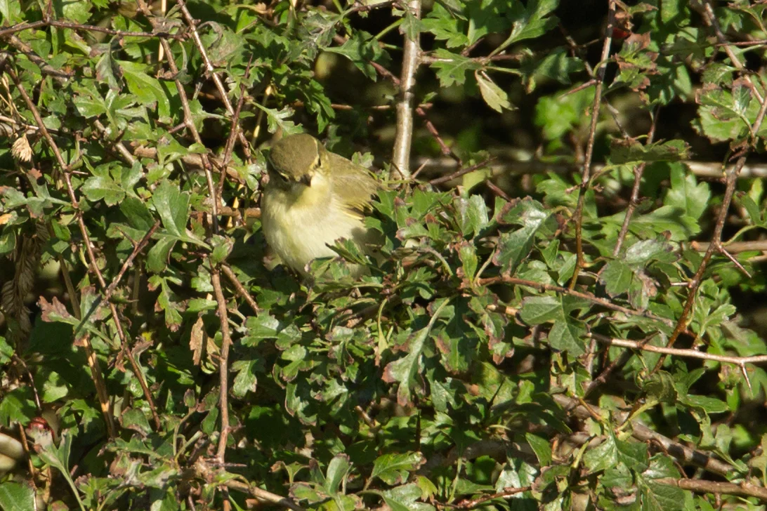 Greenish_warbler.jpg