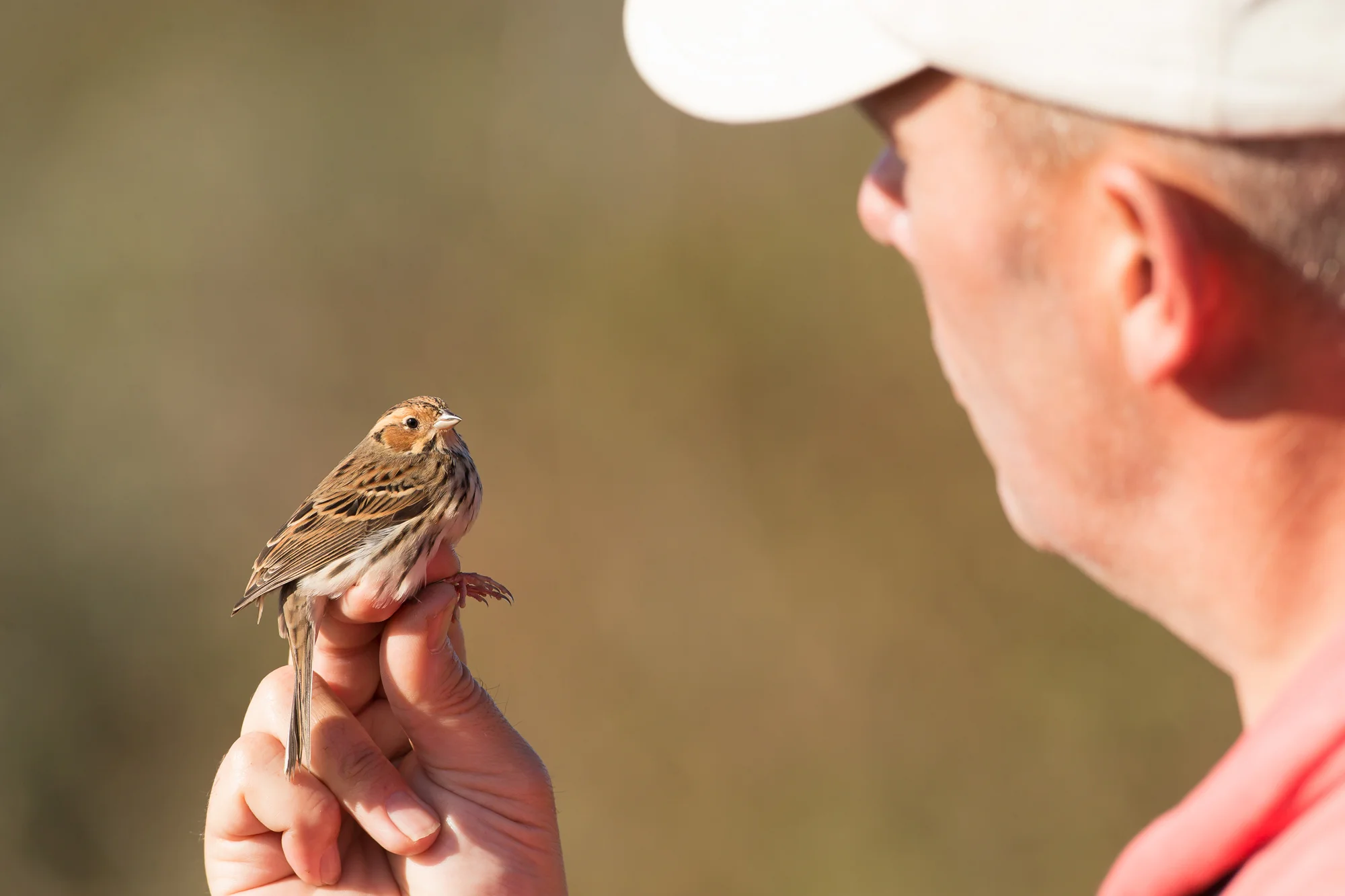 Adam with the Little Bunting at Spurn Point