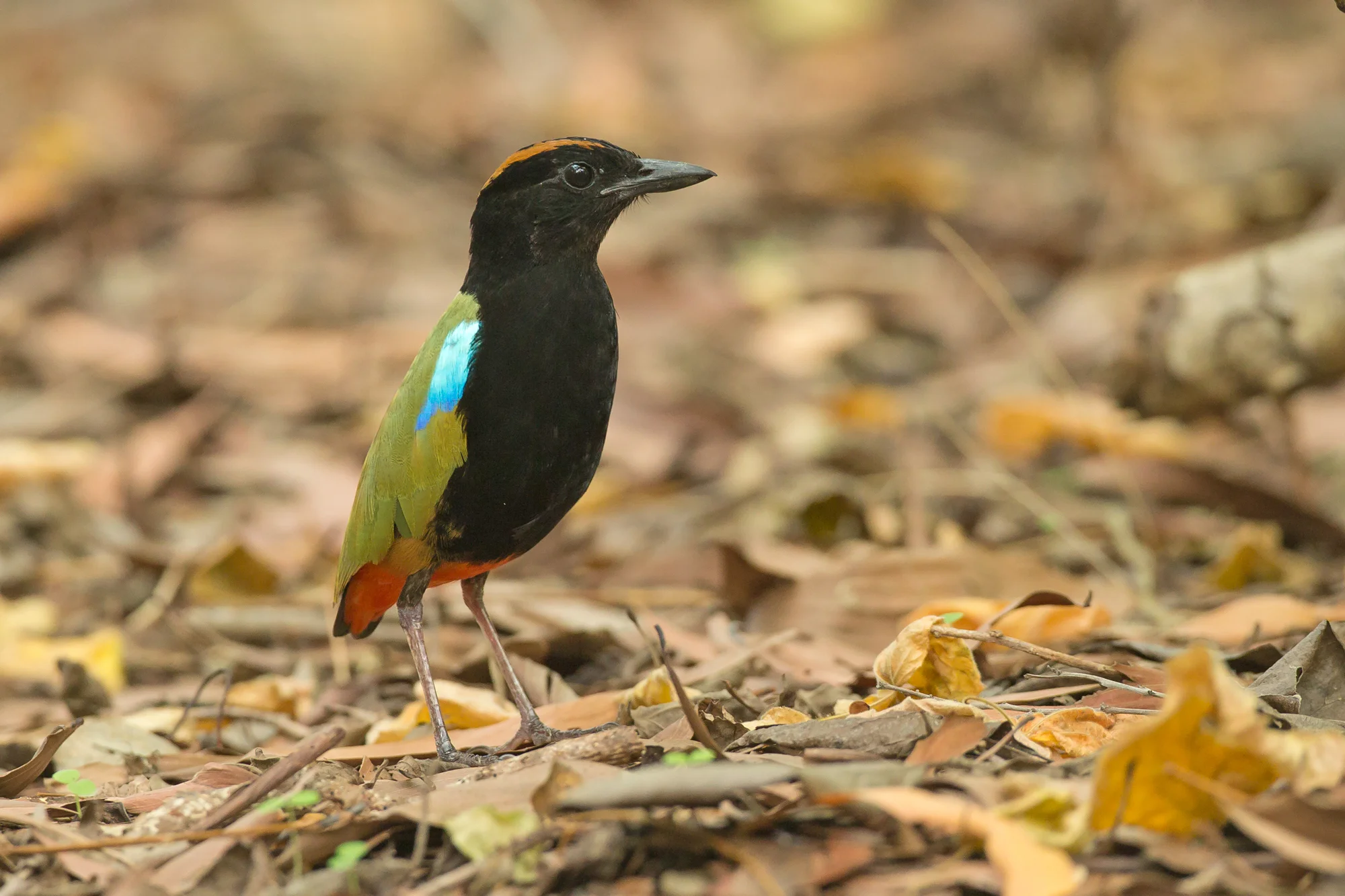 Rainbow Pitta, Darwin Sep 2016