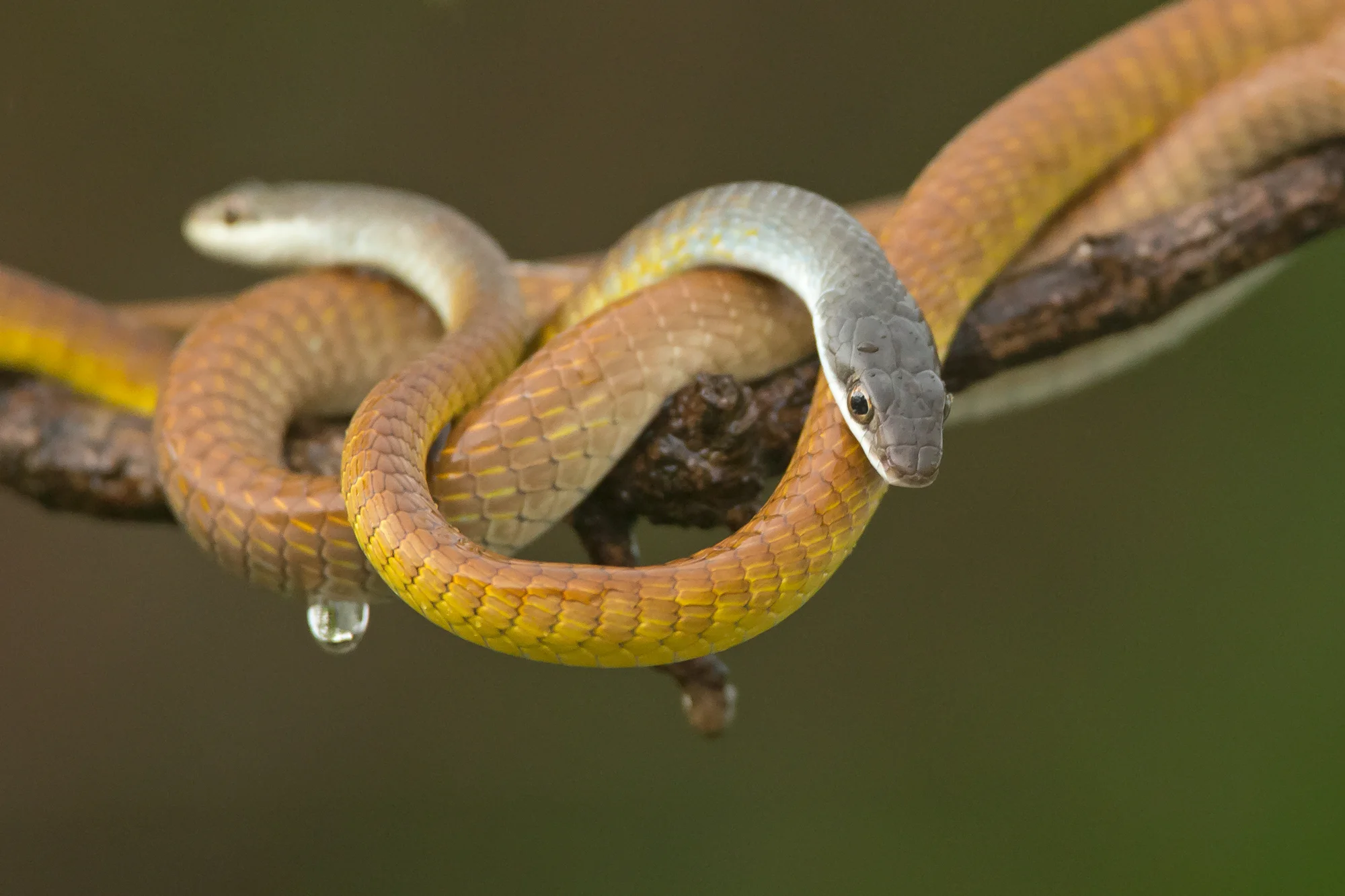 Common Tree Snake, Kakadu NP, Sep 2016