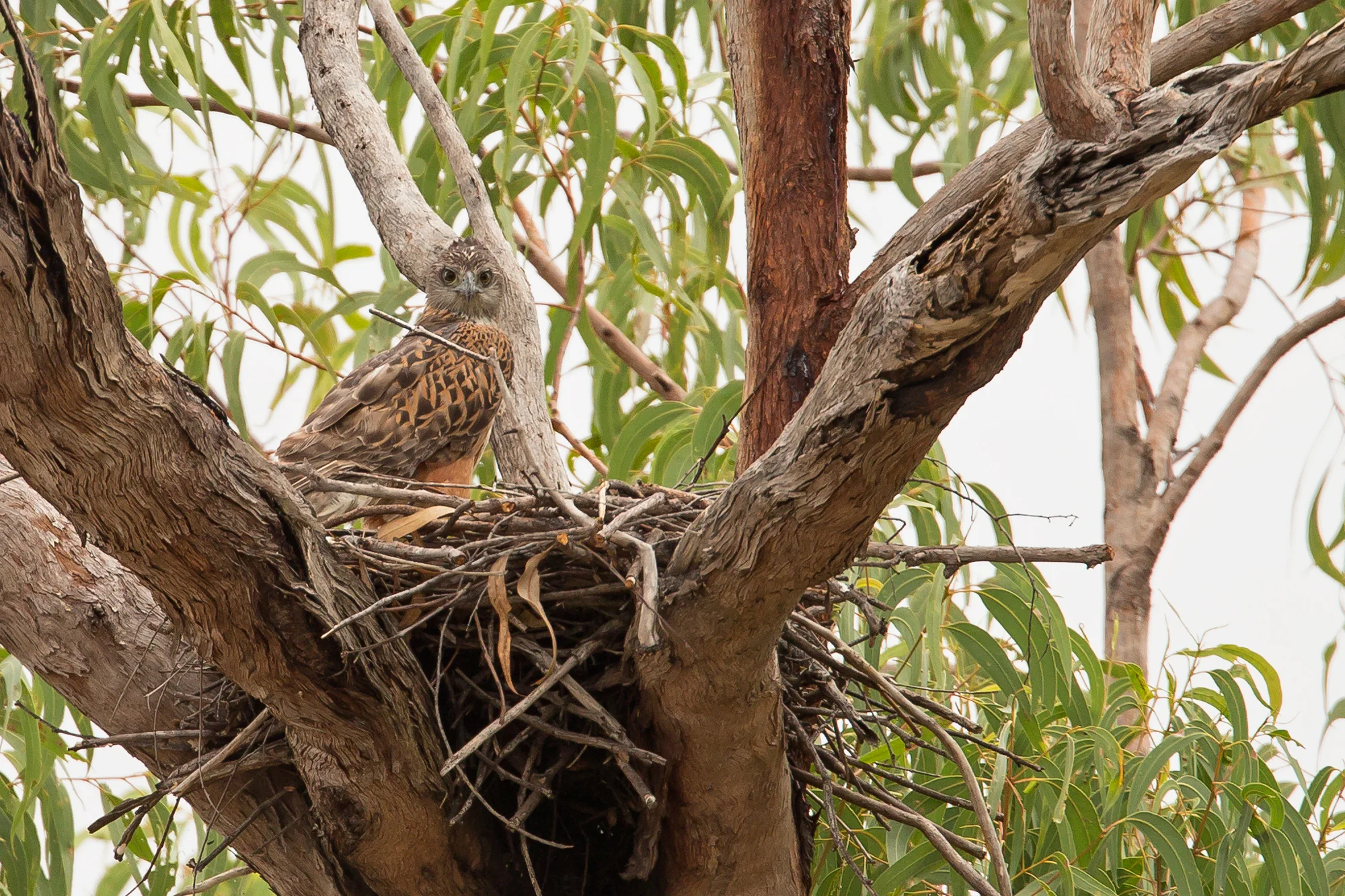 Red Goshawk, Kakadu NP Sep 2016