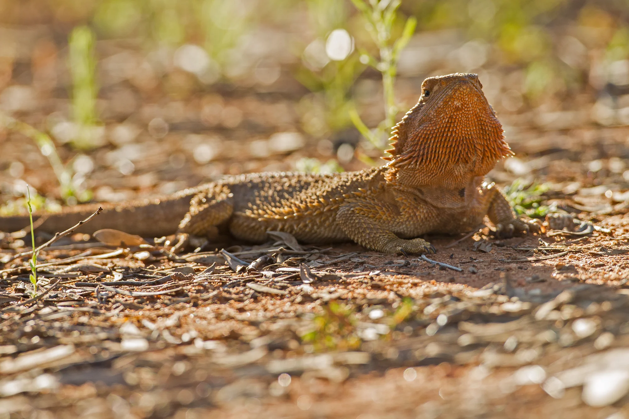 Central Bearded Dragon, Alice Springs Sep 2016
