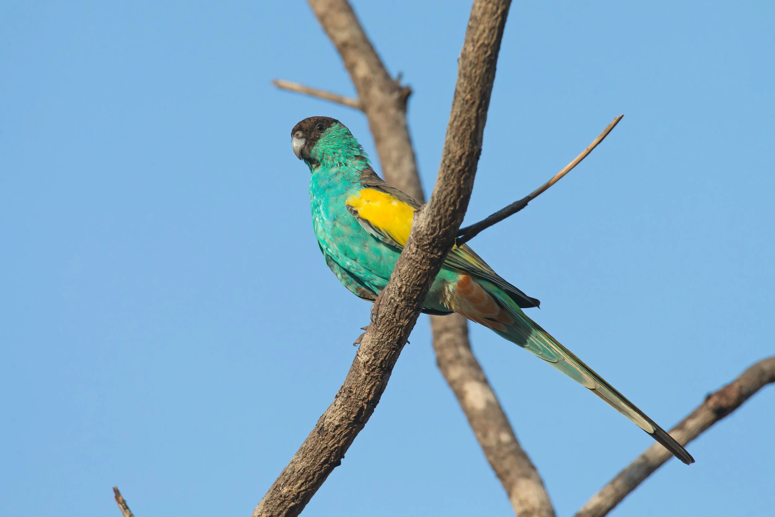 Hooded Parrot, Pine Creek Sep 2016