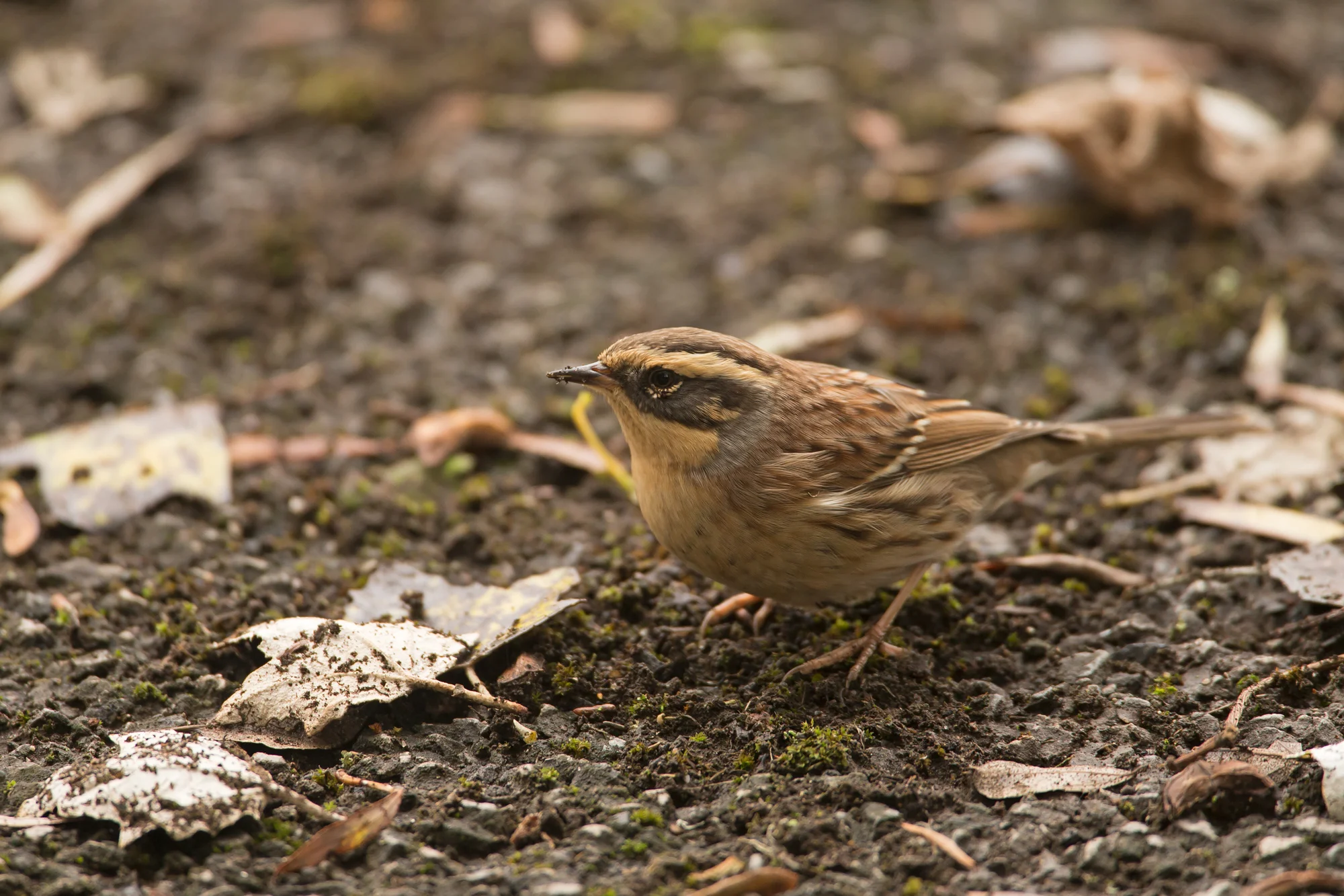 Siberian Accentor, Easington Oct 2016