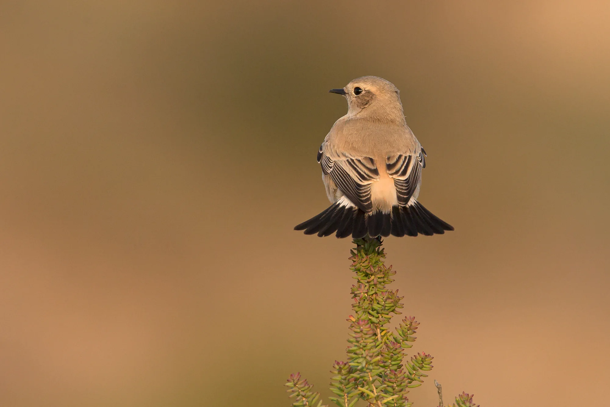 Desert_Wheatear_Burnham_Overy_Dunes.jpg