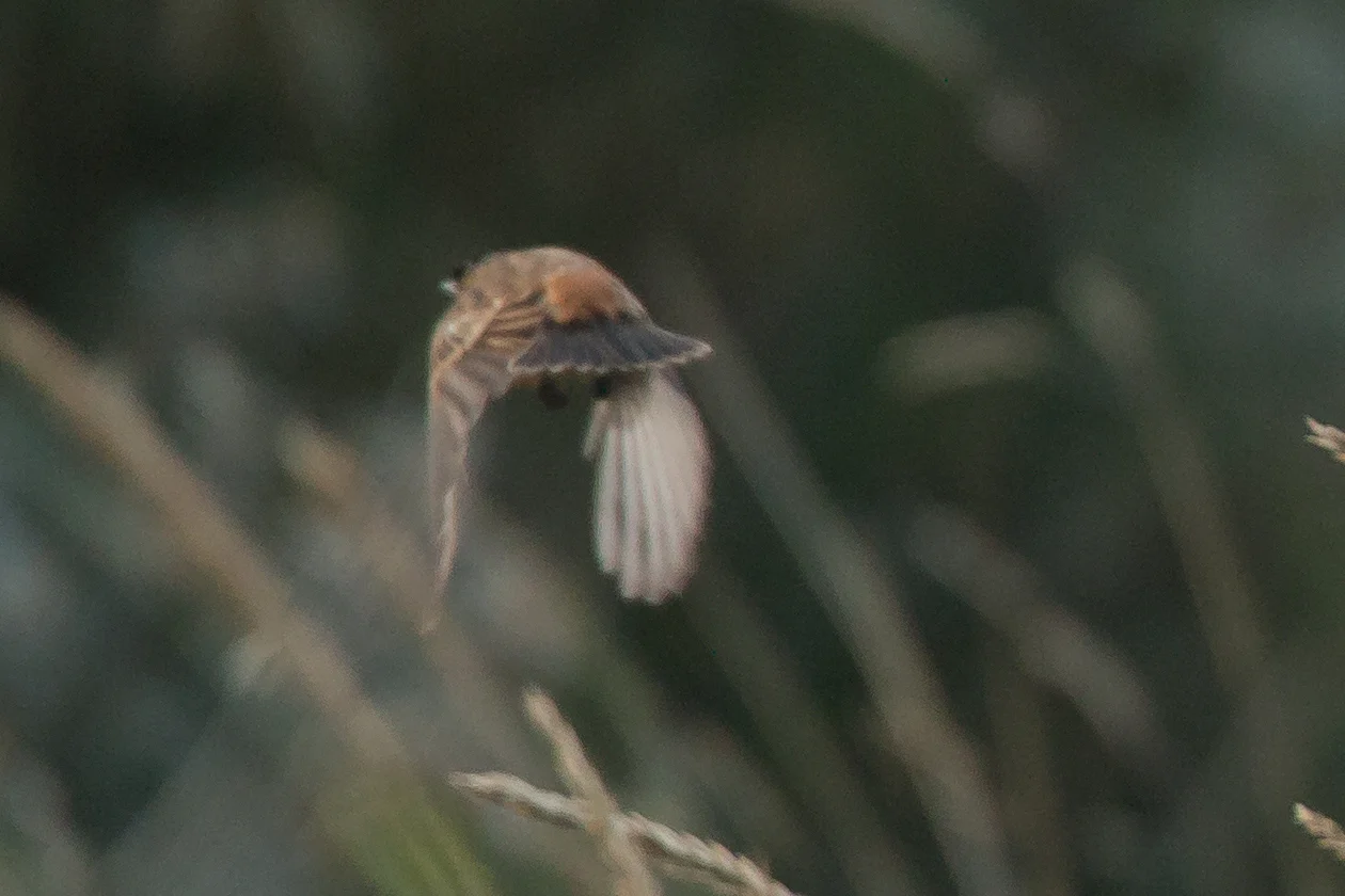 Stejneger's Stonechat - record shot of its small, warm rufous, unmarked rump.