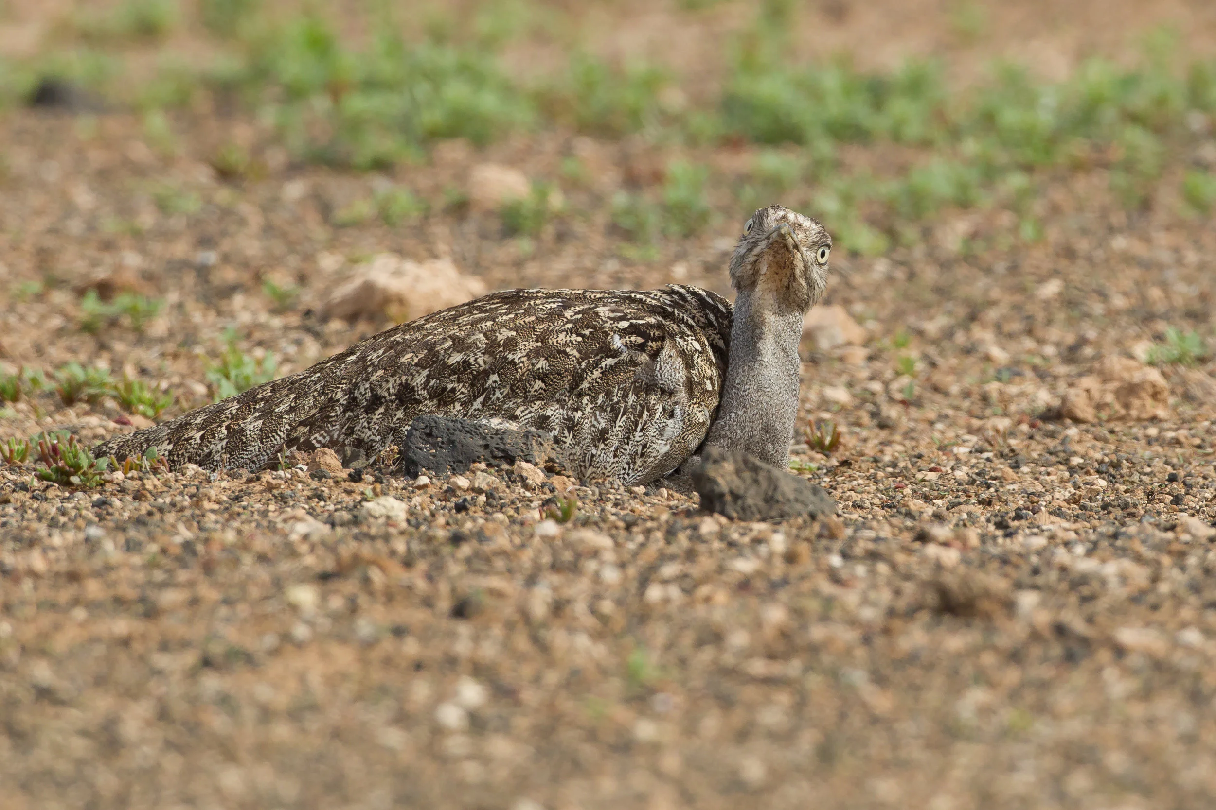 Houbara Bustard, Lanzarote. March 2013