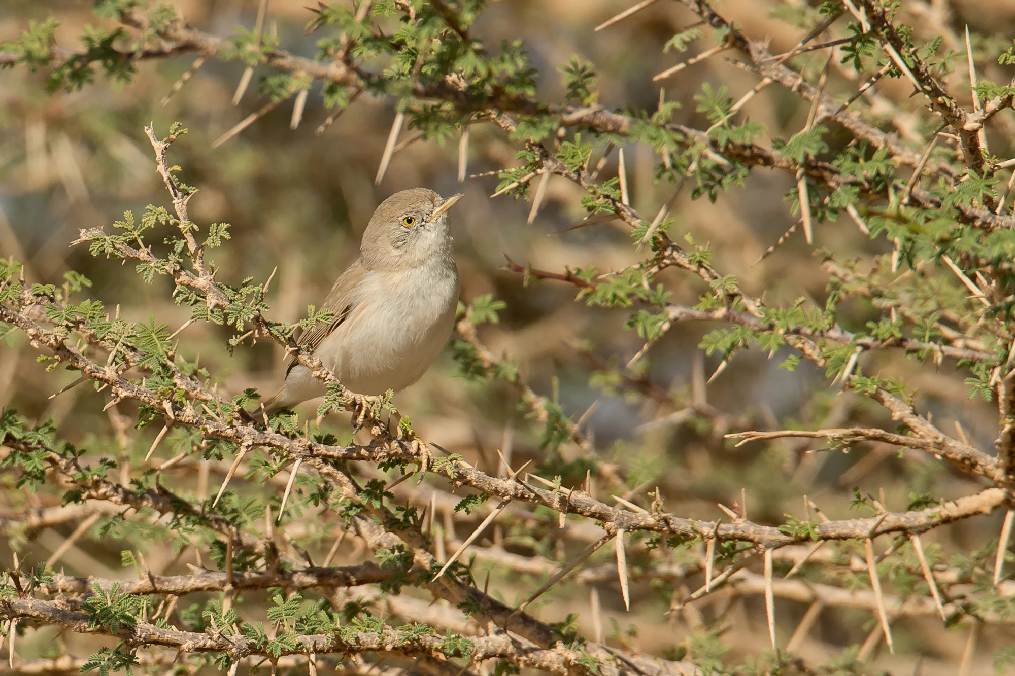 Asian Desert Warbler, Mudday Nov 2016
