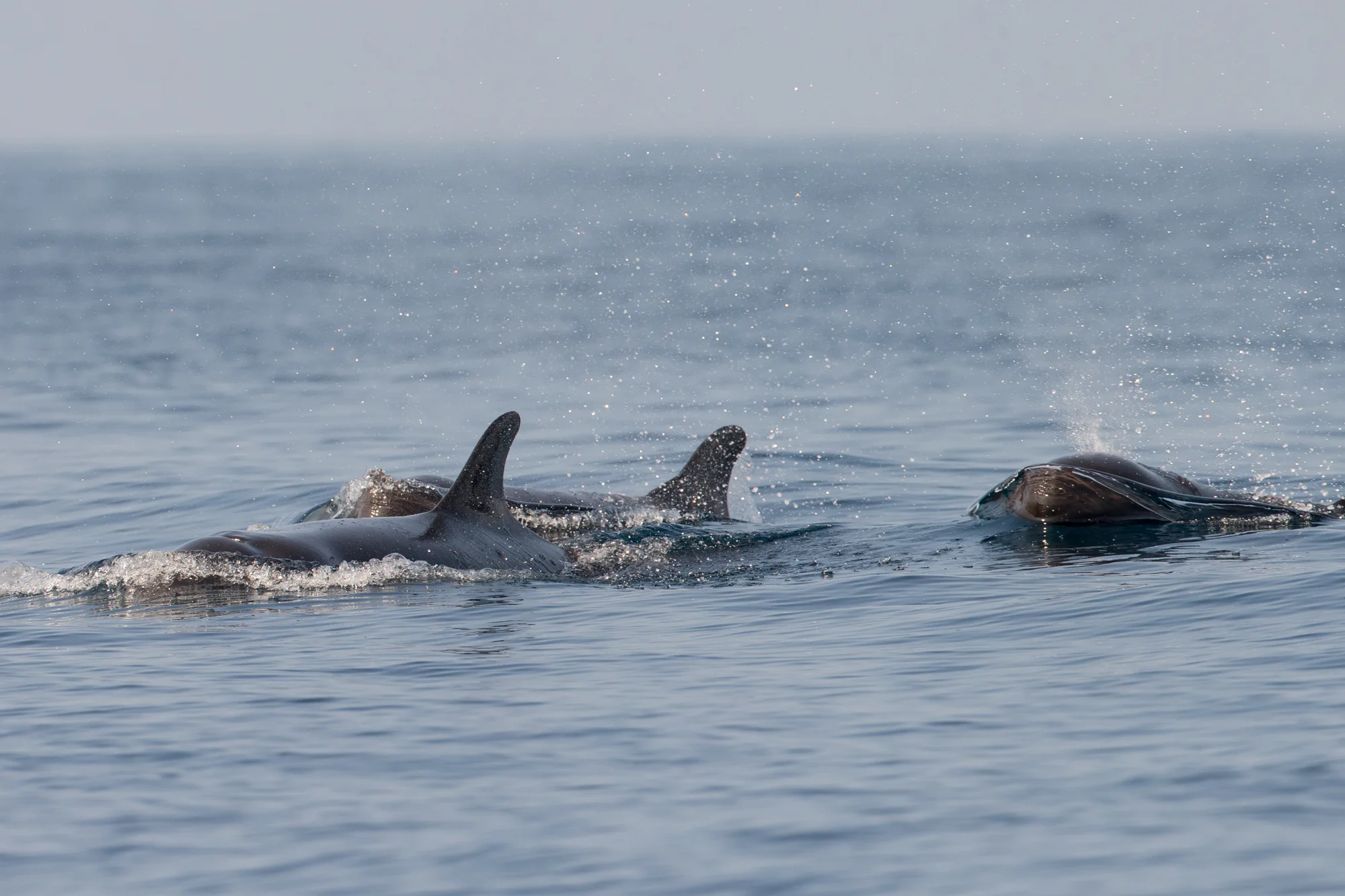 False Killer Whales, Mirbat Nov 2016