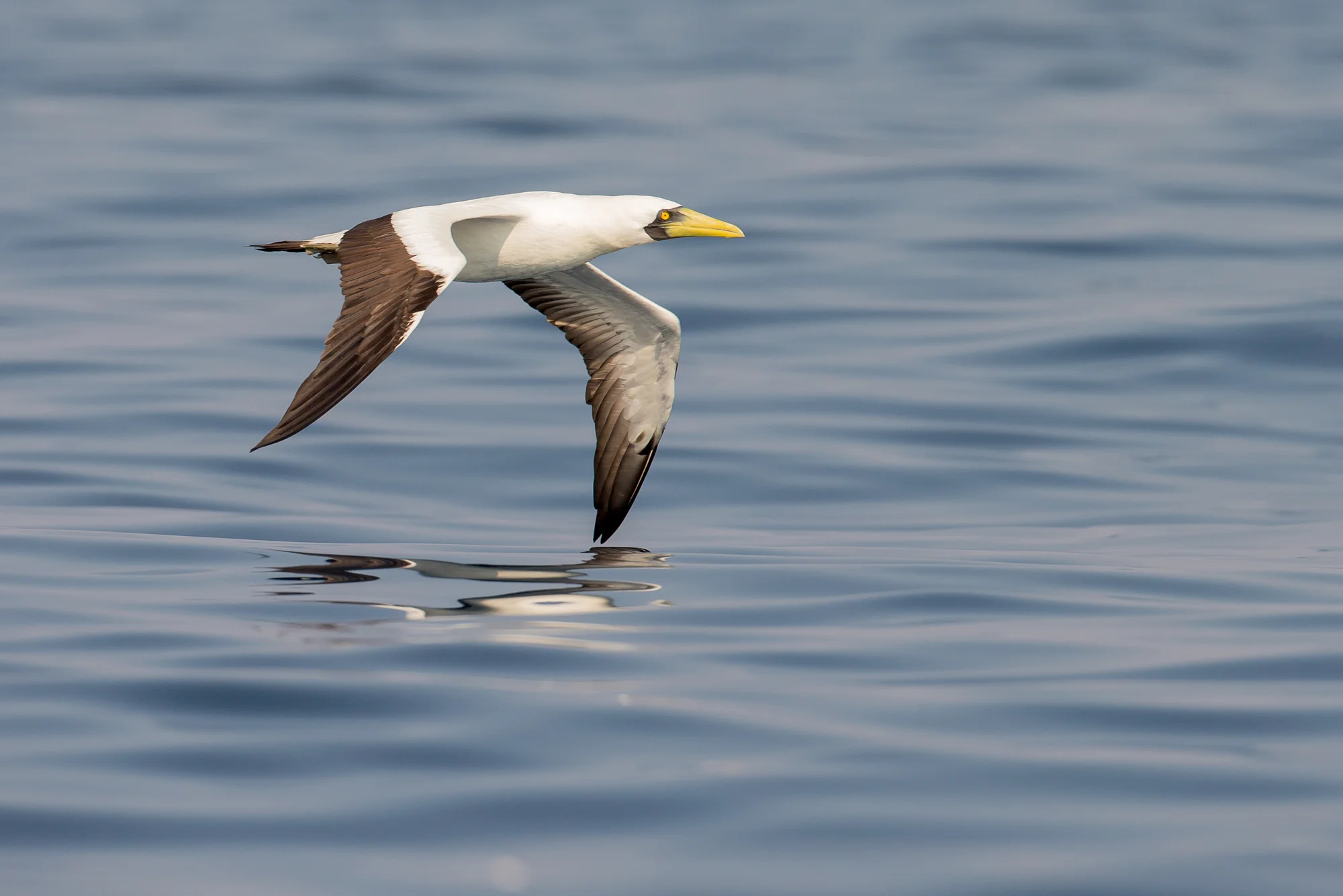 Masked Booby, Mirbat Nov 2016
